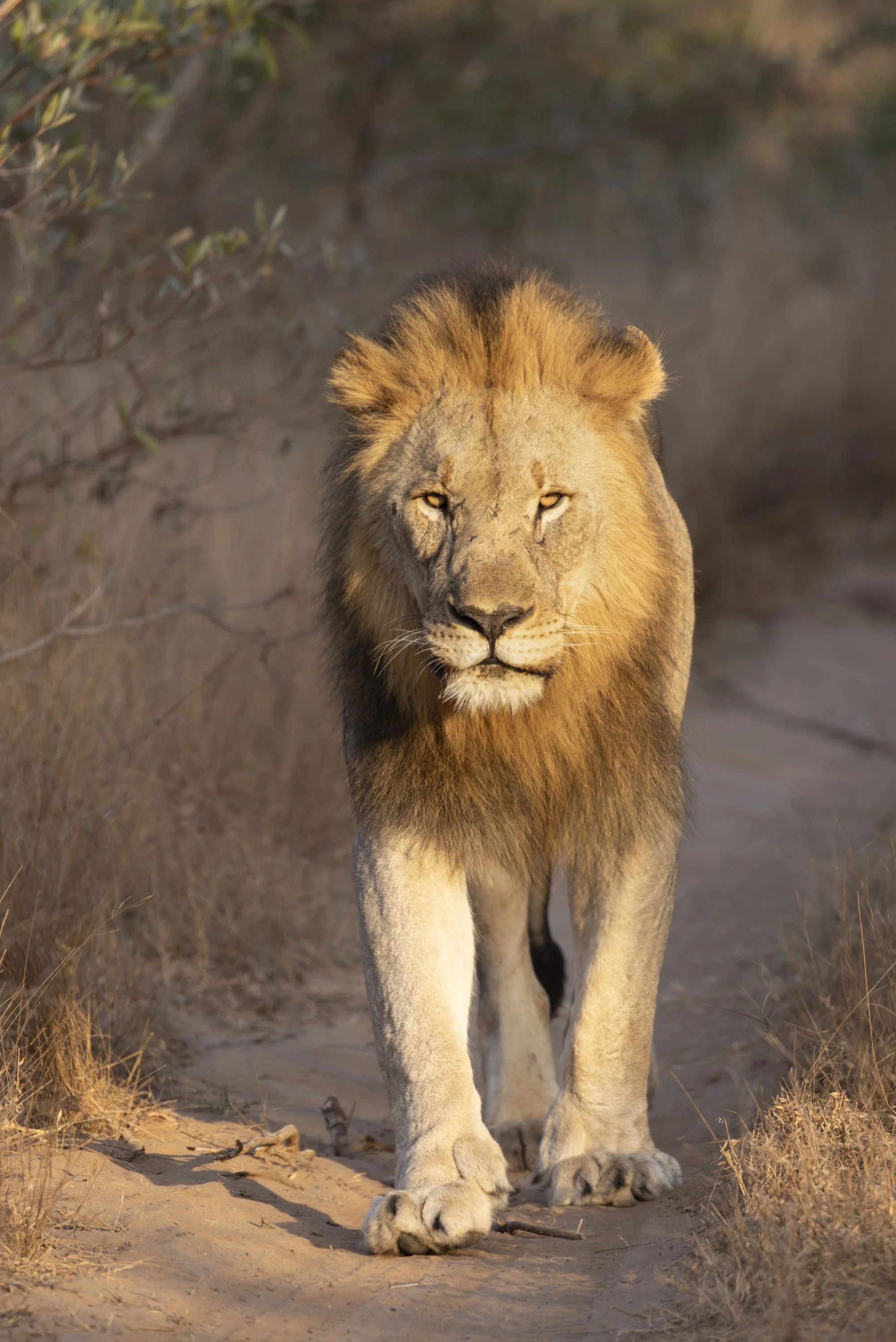 Male lion walking into the sunlight at Phinda Private Game Reserve, South Africa 2019 © Jen Goldman