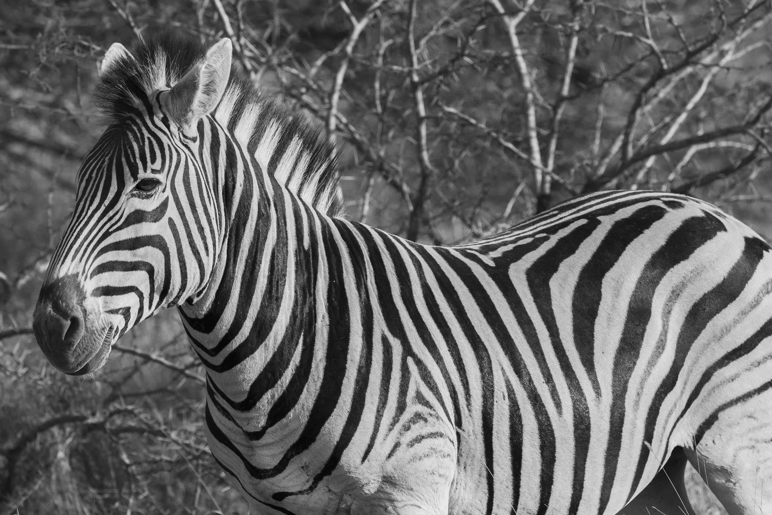 Monochrome zebra in Masai Mara, Kenya 2021 © Jen Goldman