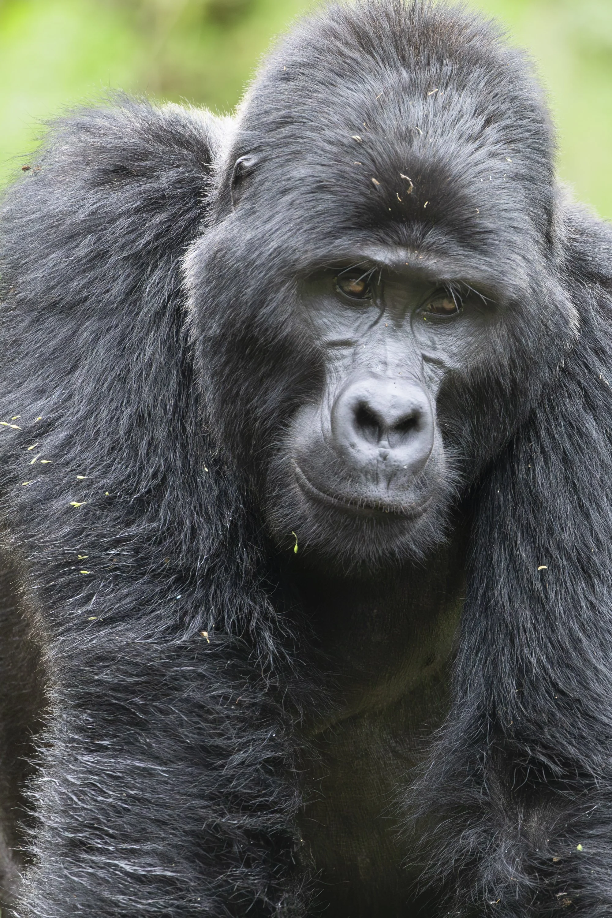 Silverback mountain gorilla, Nkuringo Gorilla Family, Bwindi Impenetrable Forest, Uganda 2022 © Jen Goldman