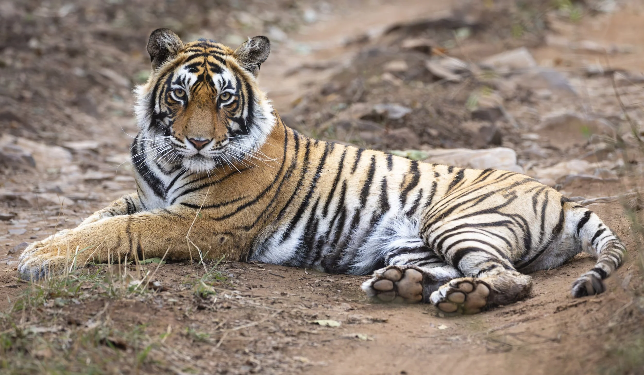 Young tigress posing in Ranthambore National Park, Rajasthan, India, April 2023 © Jen Goldman
