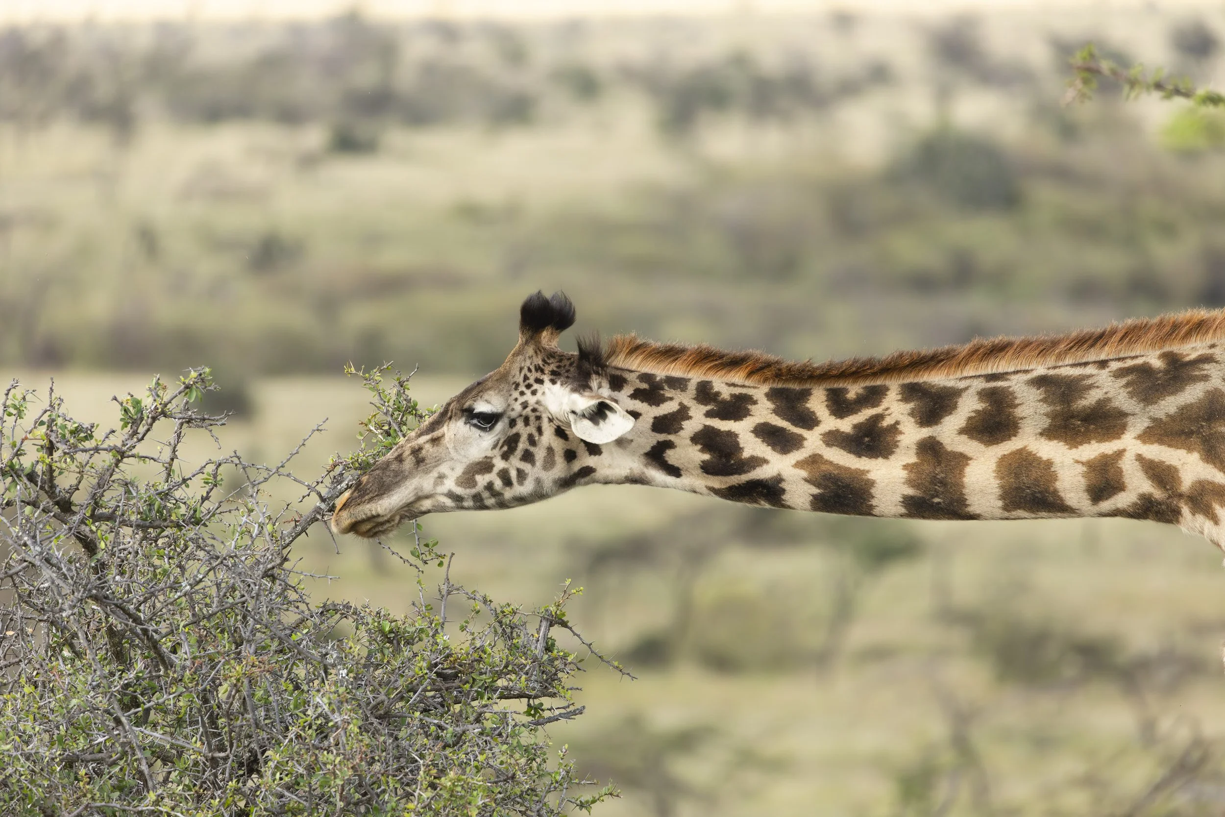 Horizontal giraffe eating at branches in Masai mara, Kenya 2021 © Jen Goldman
