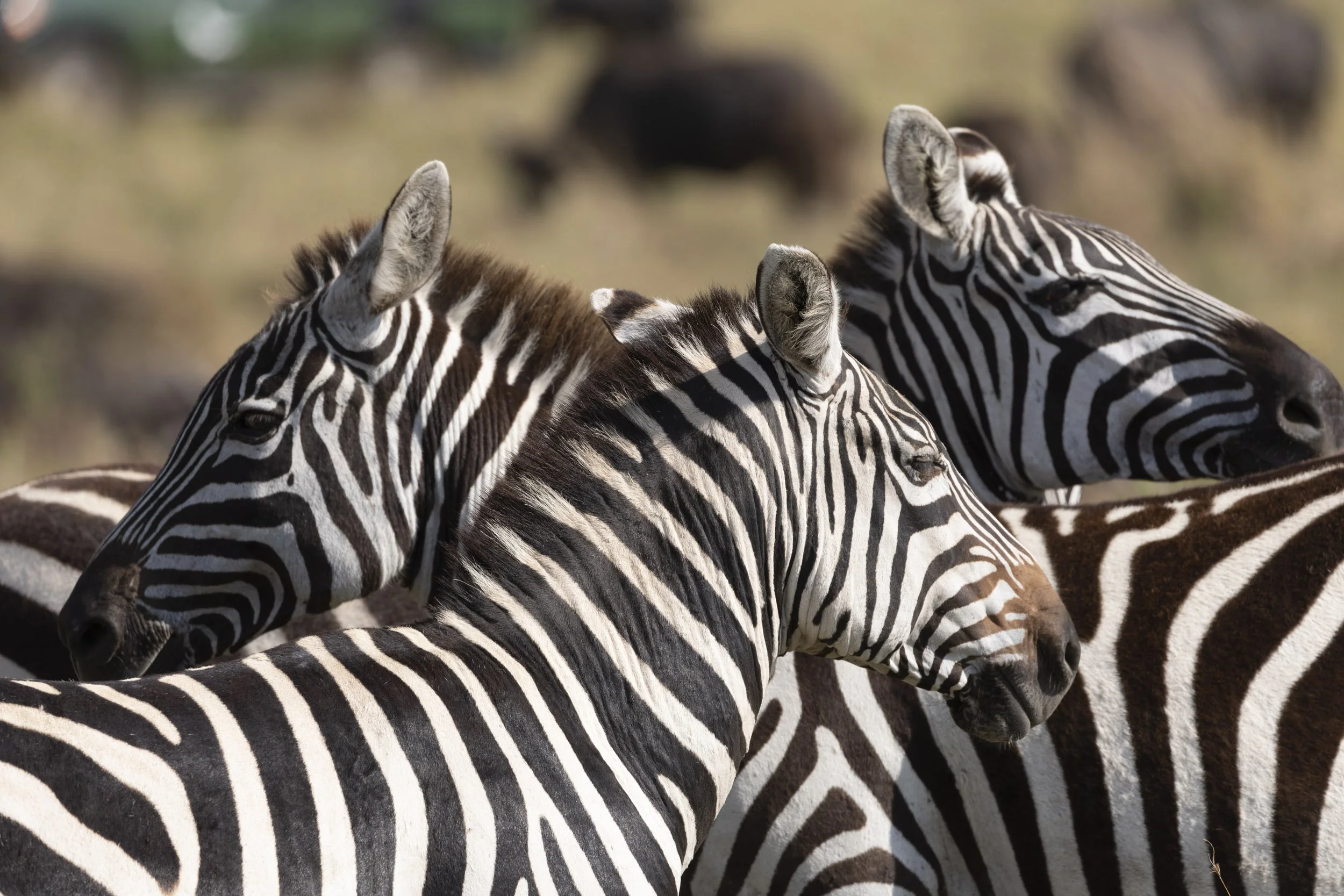 Zebras in Masai Mara, Kenya 2021 © Jen Goldman