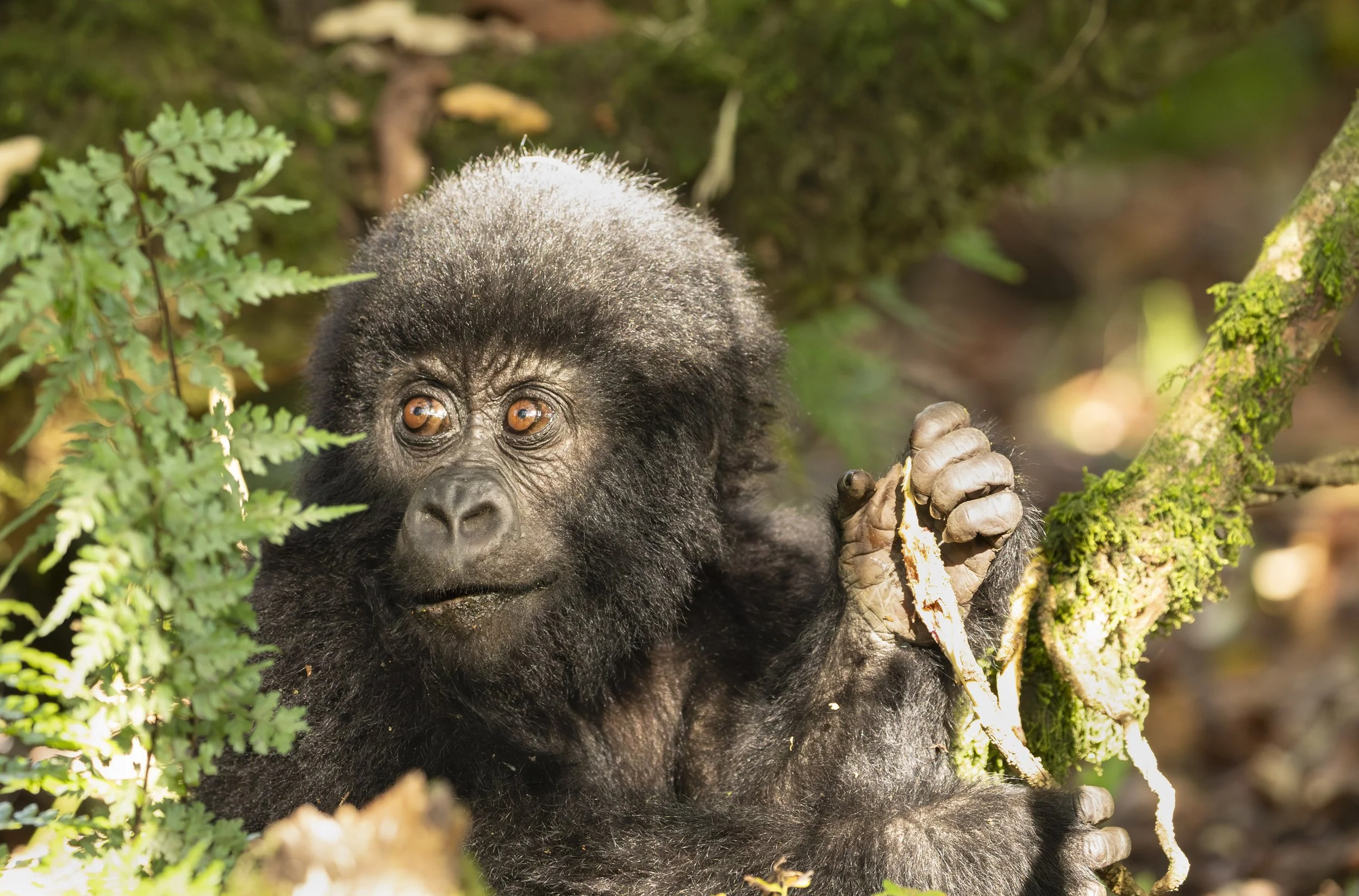 Baby gorilla from Nyakagezi gorilla family in Mgahinga National Park, Uganda 2022 © Jen Goldman
