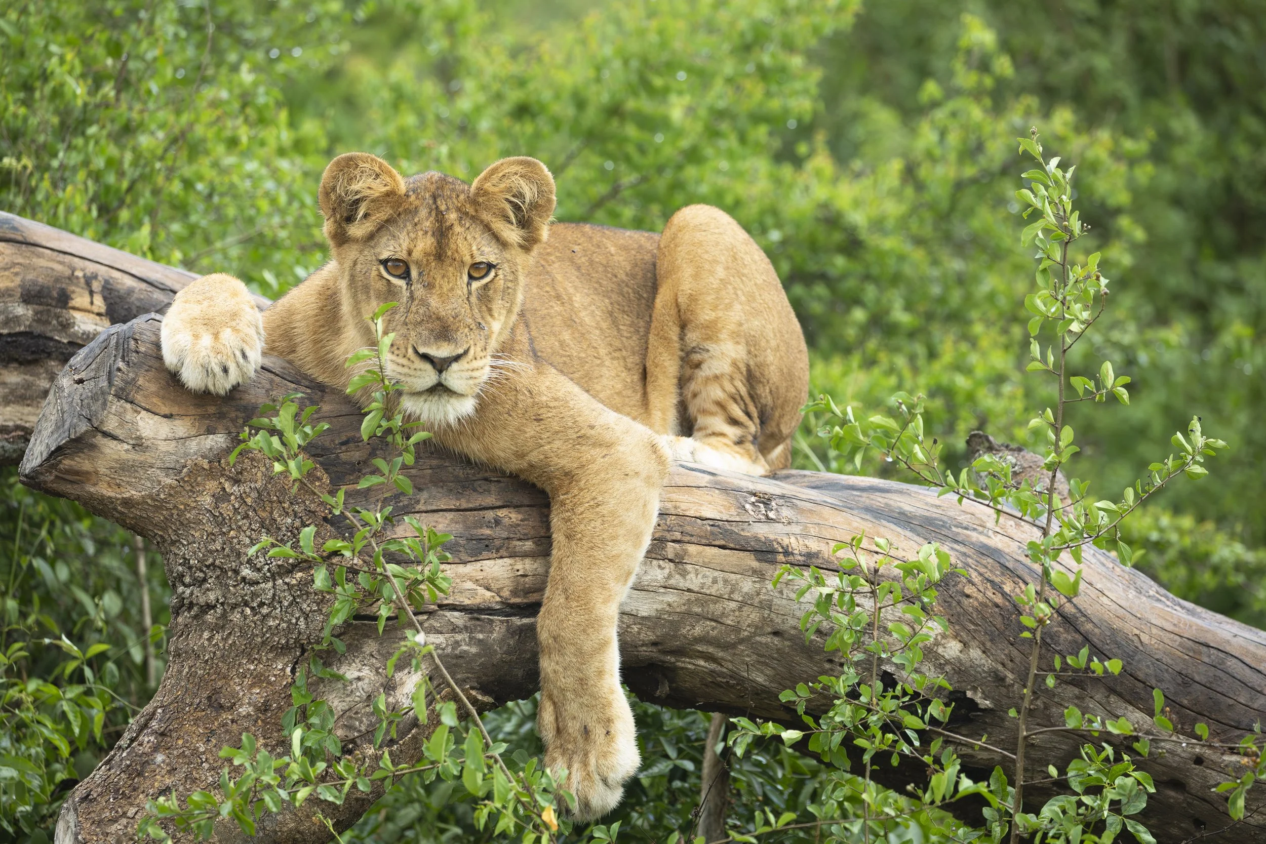 Young tree climbing lion found outside Queen Elizabeth National Park, Uganda 2021 © Jen Goldman