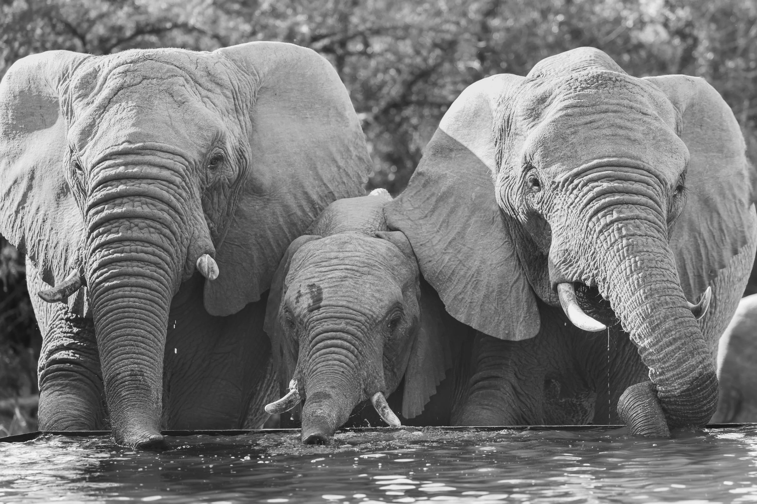 Elephants drinking pool water at the Homestead, Phinda Private Game Reserve, South Africa 2019 © Jen Goldman