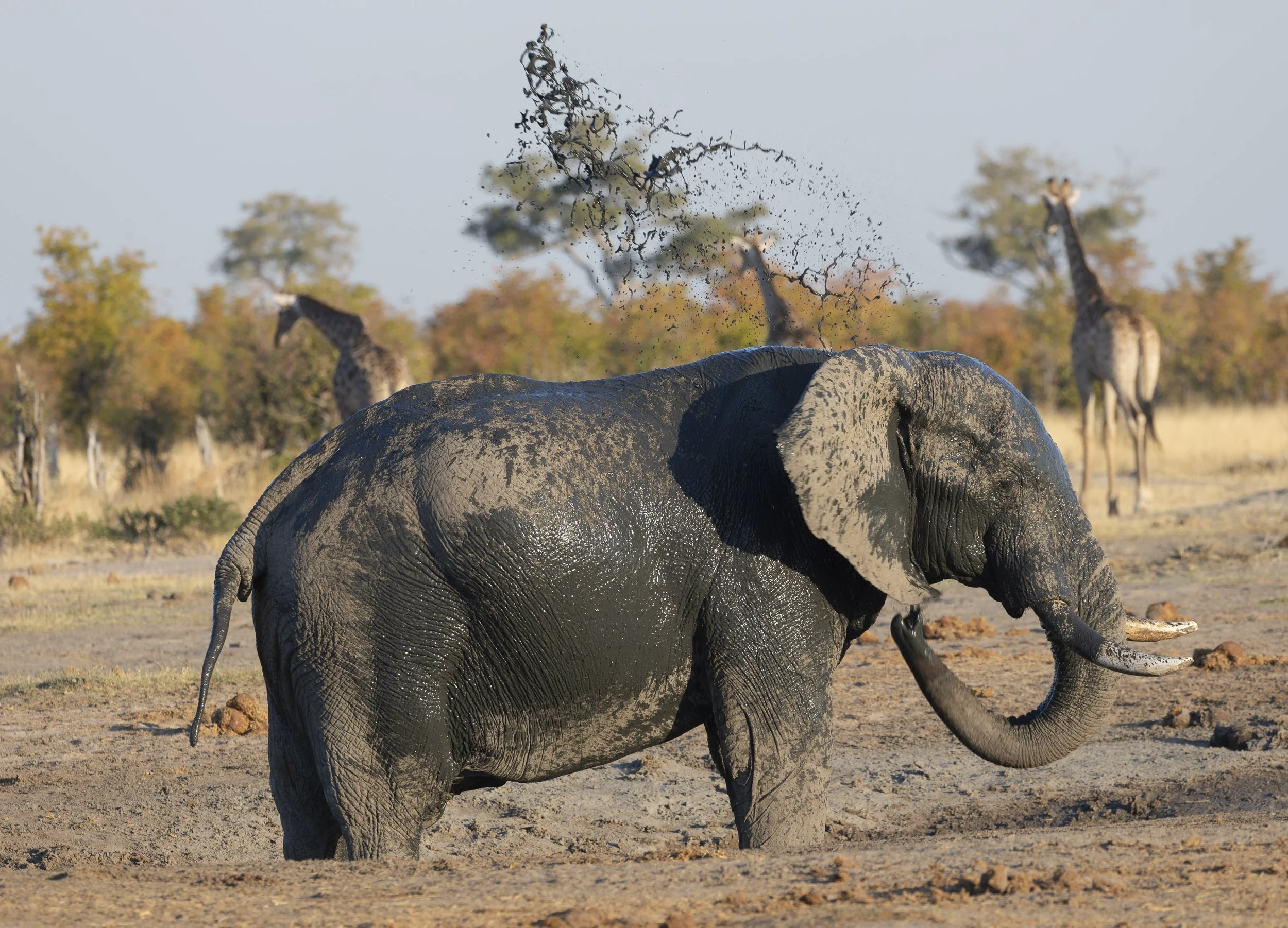 Elephant taking a mud bath in Chobe National Park, Botswana 2019 © Jen Goldman