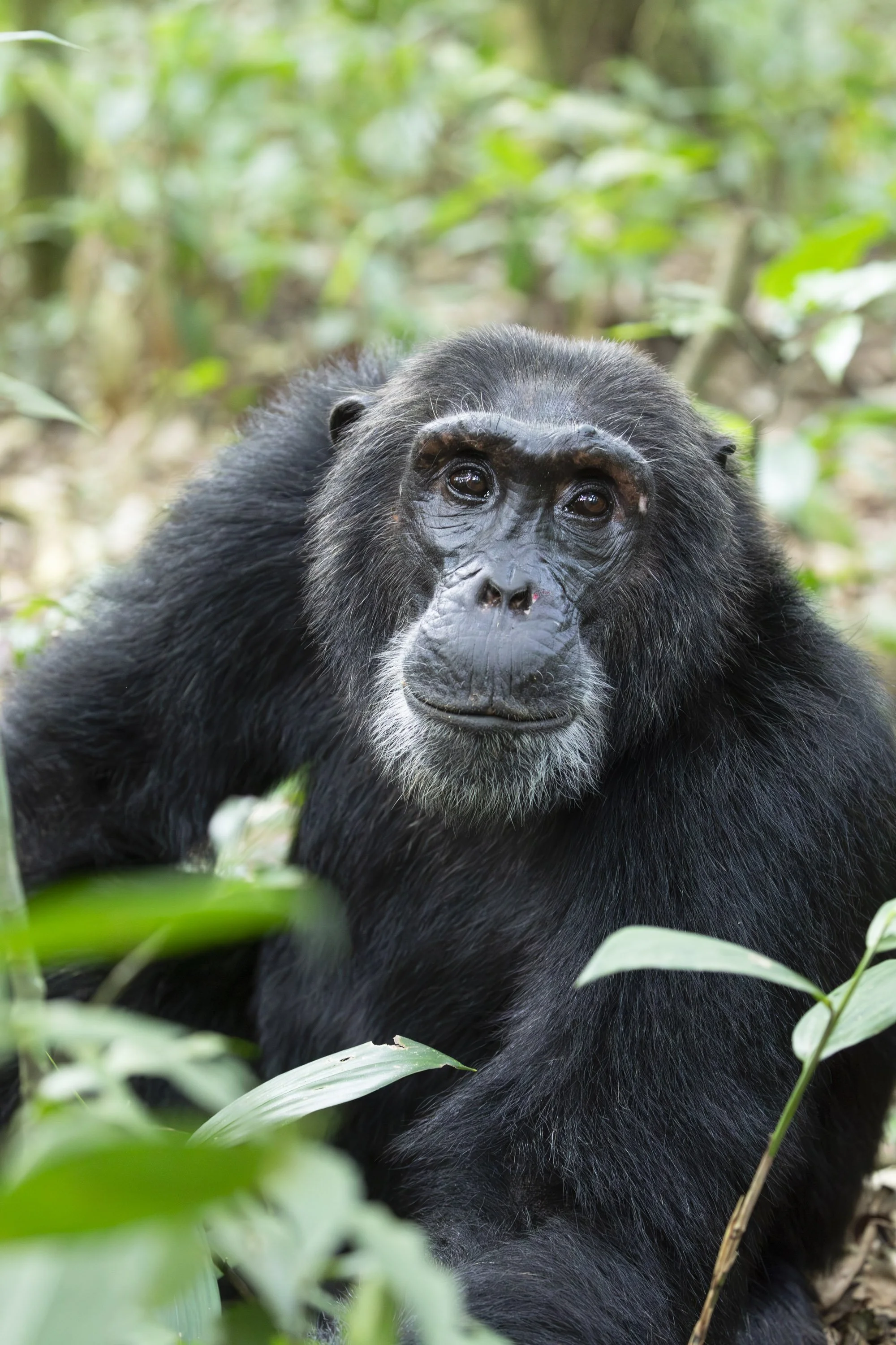 Mr. Black, Chimpanzee, Kibale National Park, Uganda 2021 © Jen Goldman