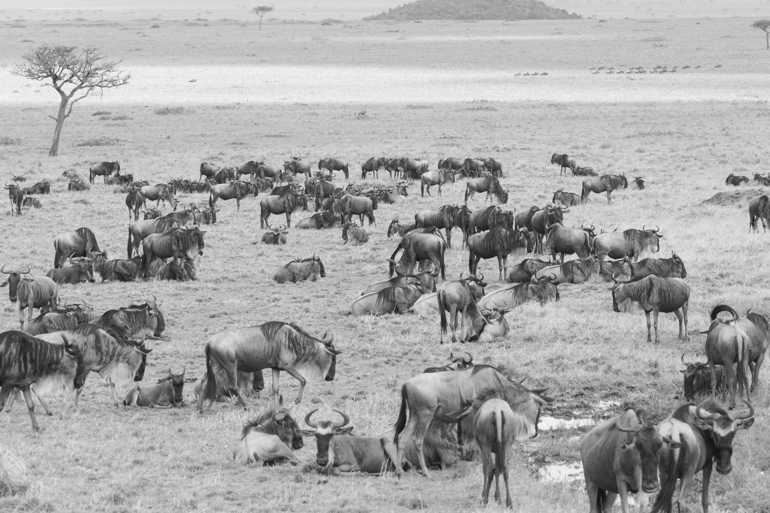 Monochrome image of wildebeests in Masai Mara, Kenya 2021 © Jen Goldman