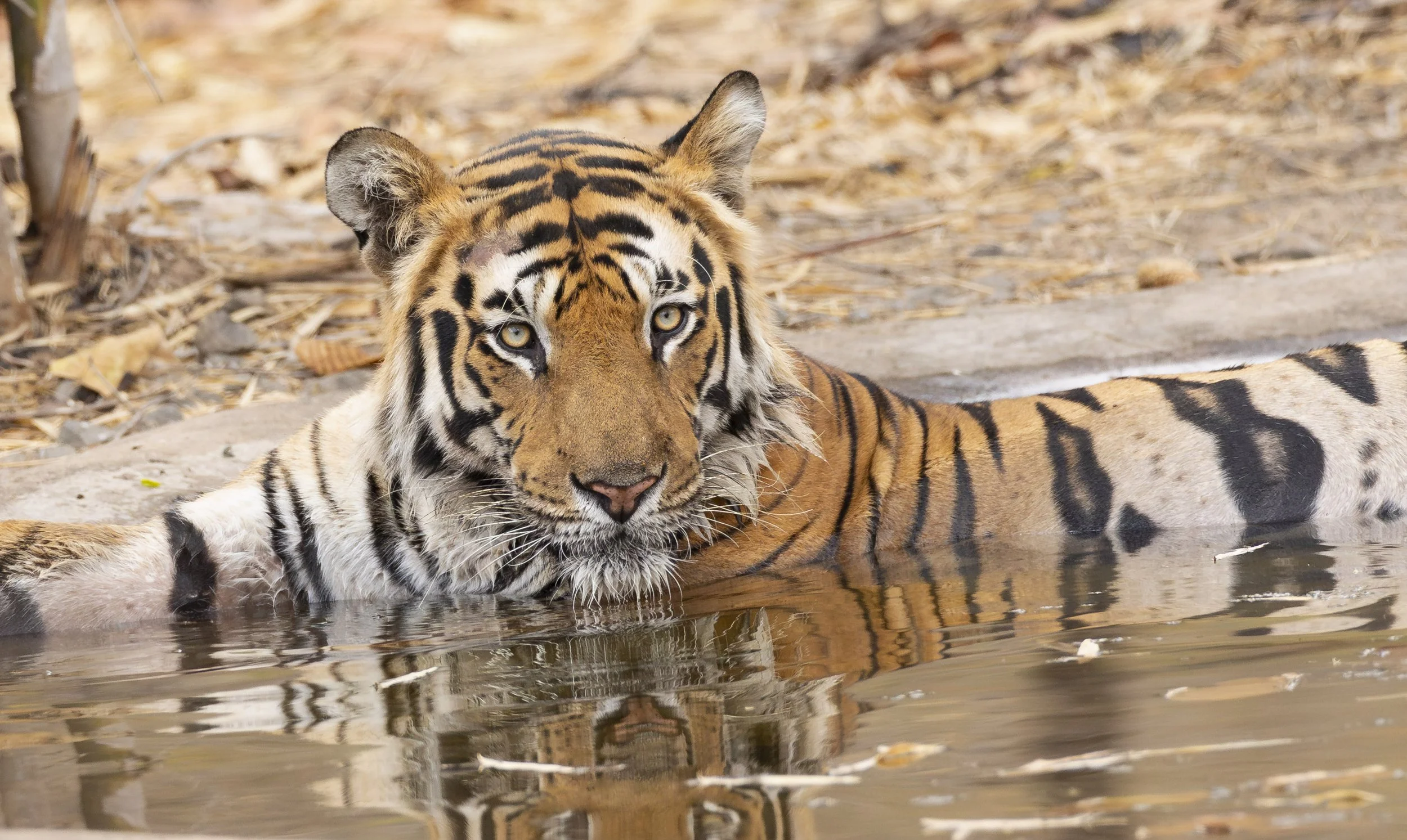 Tiger in a man made water hole in Bandhavgarh National Park, India 2023 © Jen Goldman
