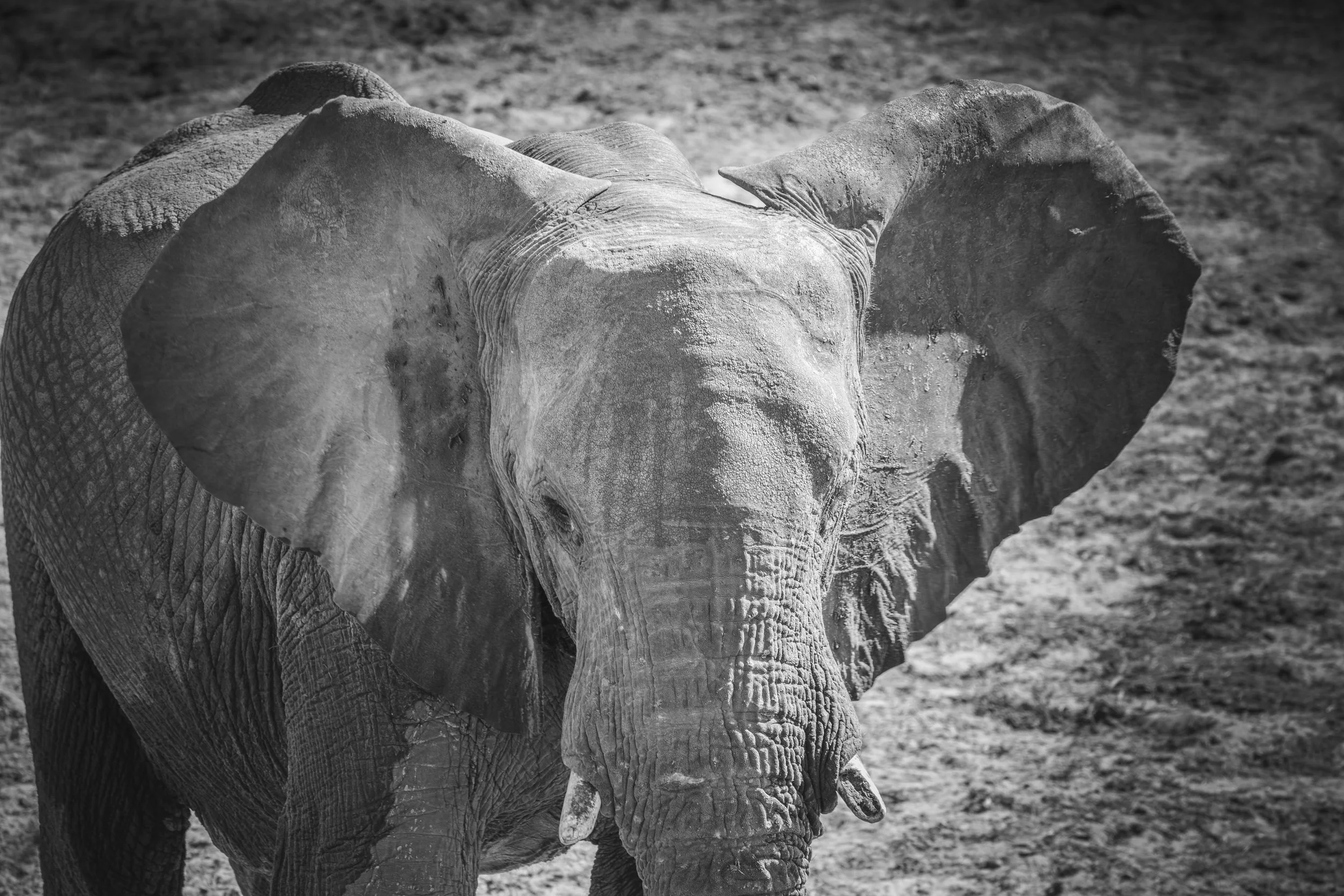 Young elephant portrait in monochrome © Jen Goldman