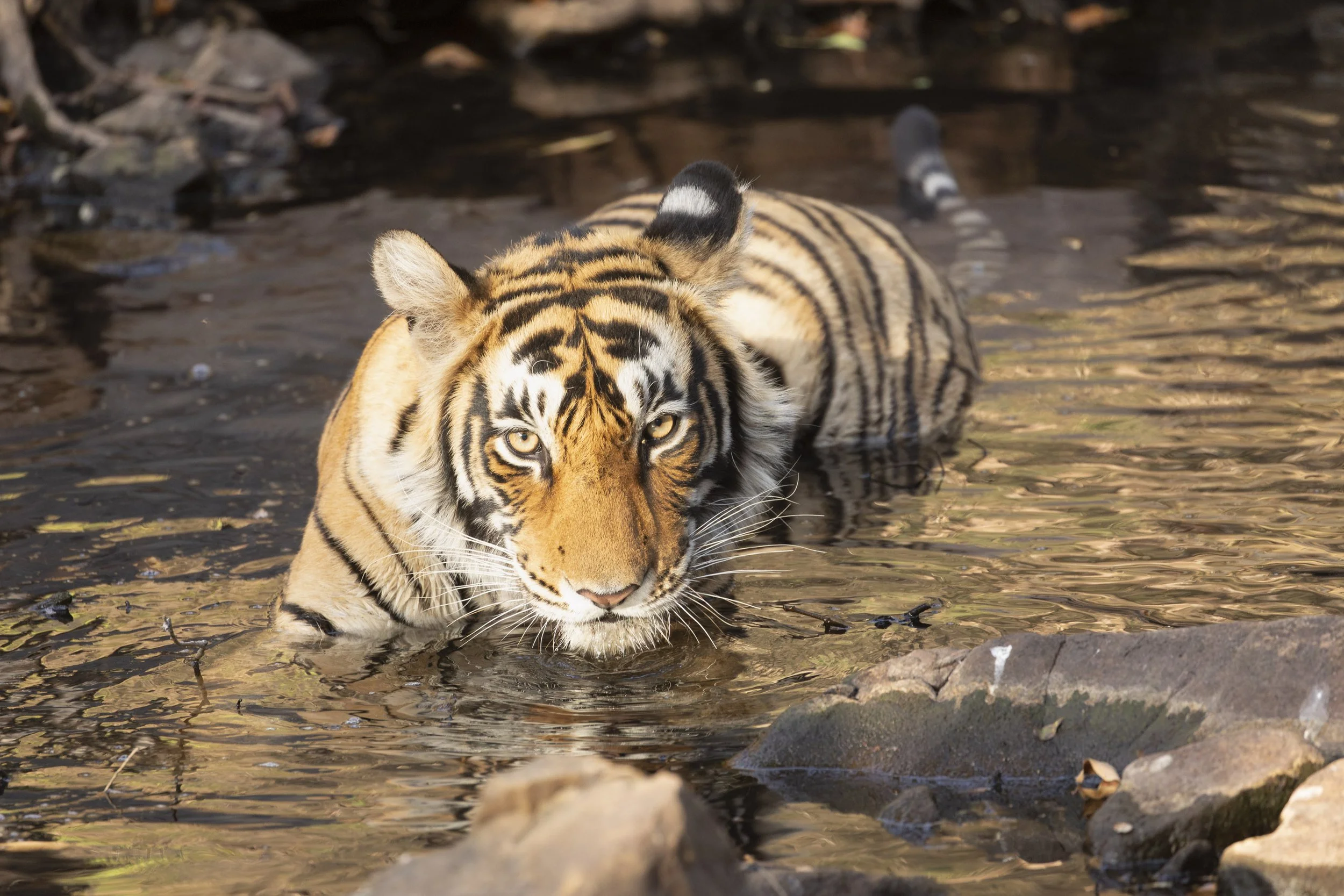 Young tigress in Ranthambore National Park, Rajasthan, India 2023 © Jen Goldman