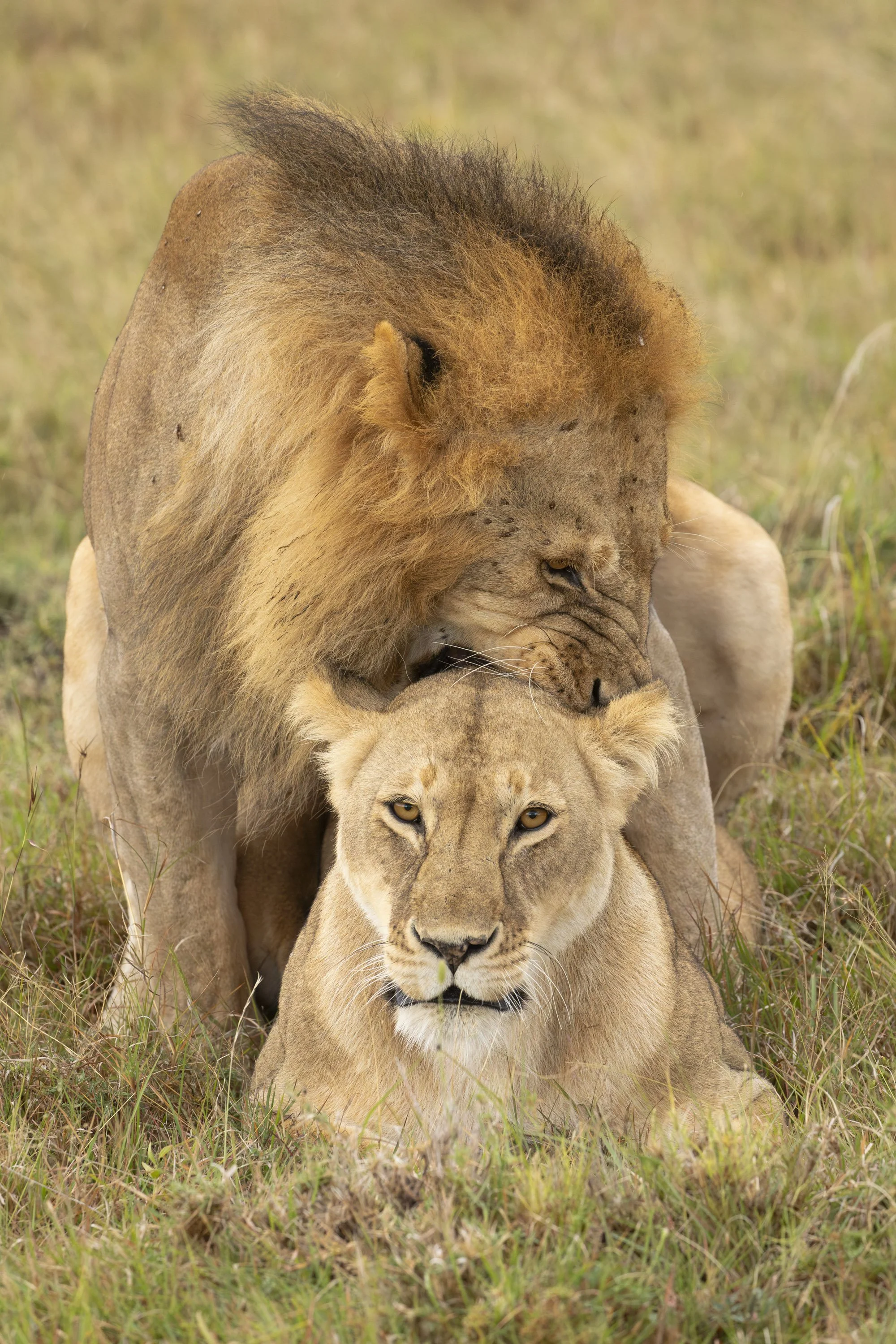 A lion and lioness mating in Naboisho Conservancy, Masai Mara, Kenya 2021 © Jen Goldman