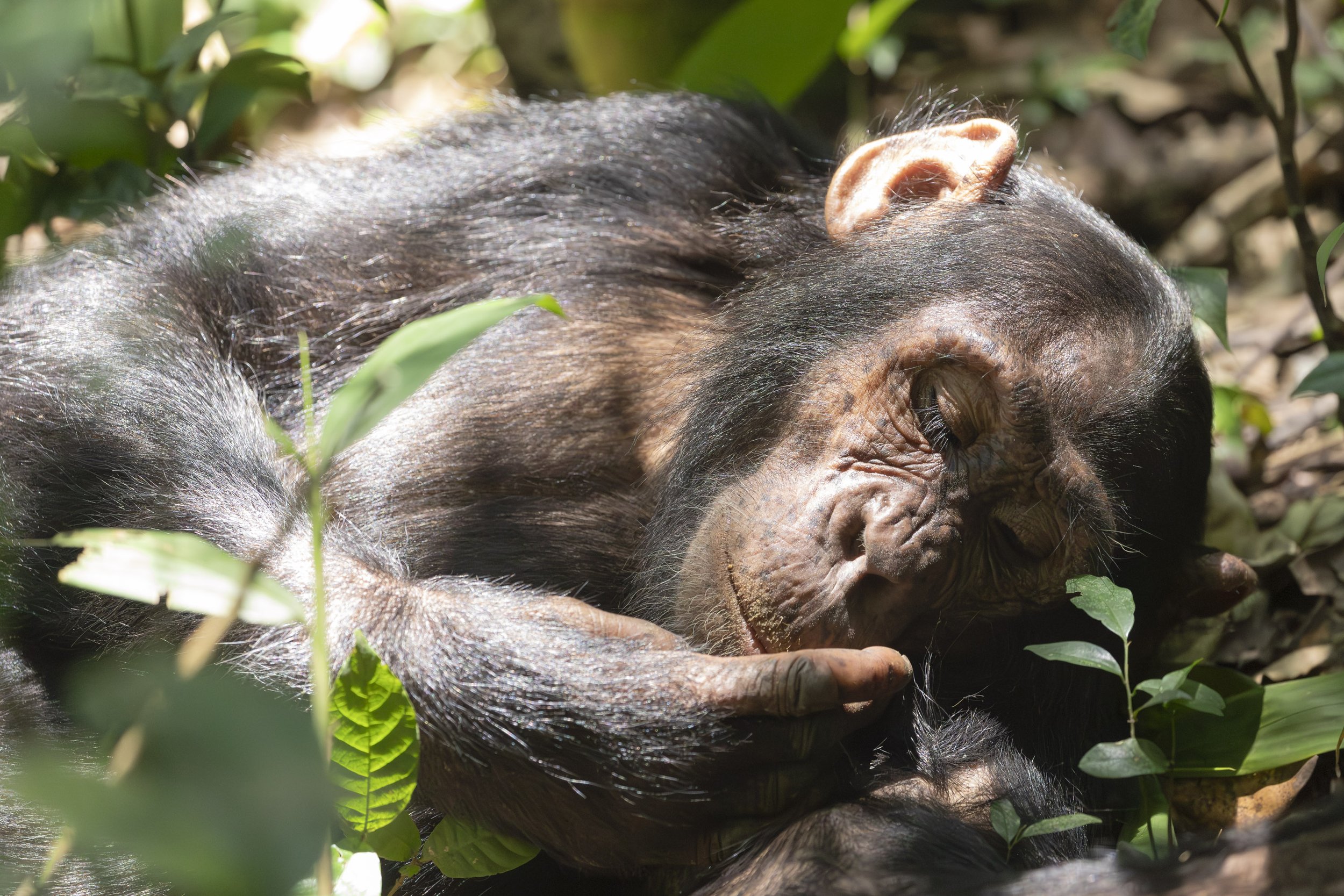 Chimpanzee in Kibale National Park, Uganda 2021 © Jen Goldman