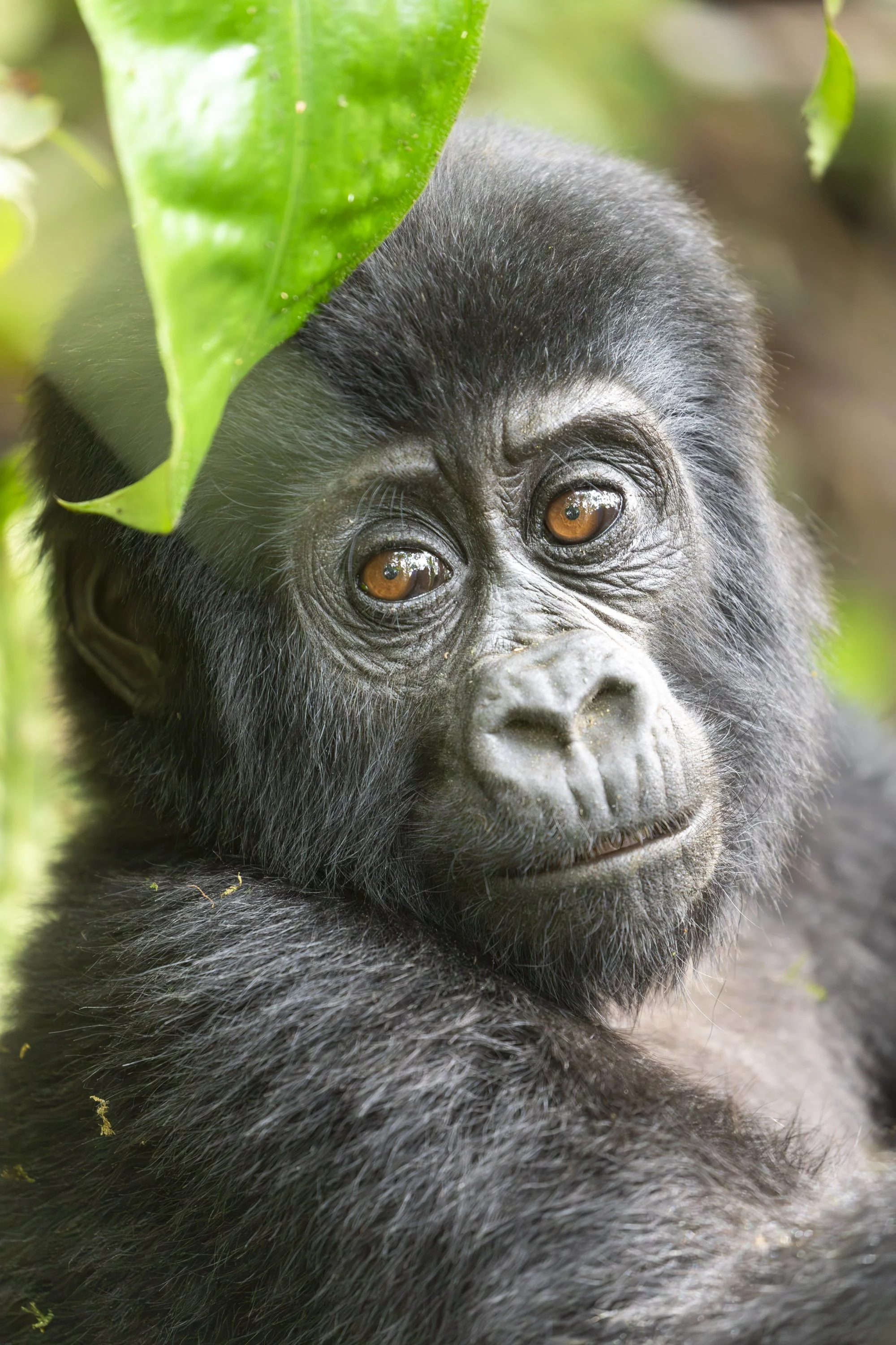 Baby gorilla from Rushegura gorilla family, Buhoma, Bwindi Impenetrable Forest, Uganda, 2021 © Jen Goldman
