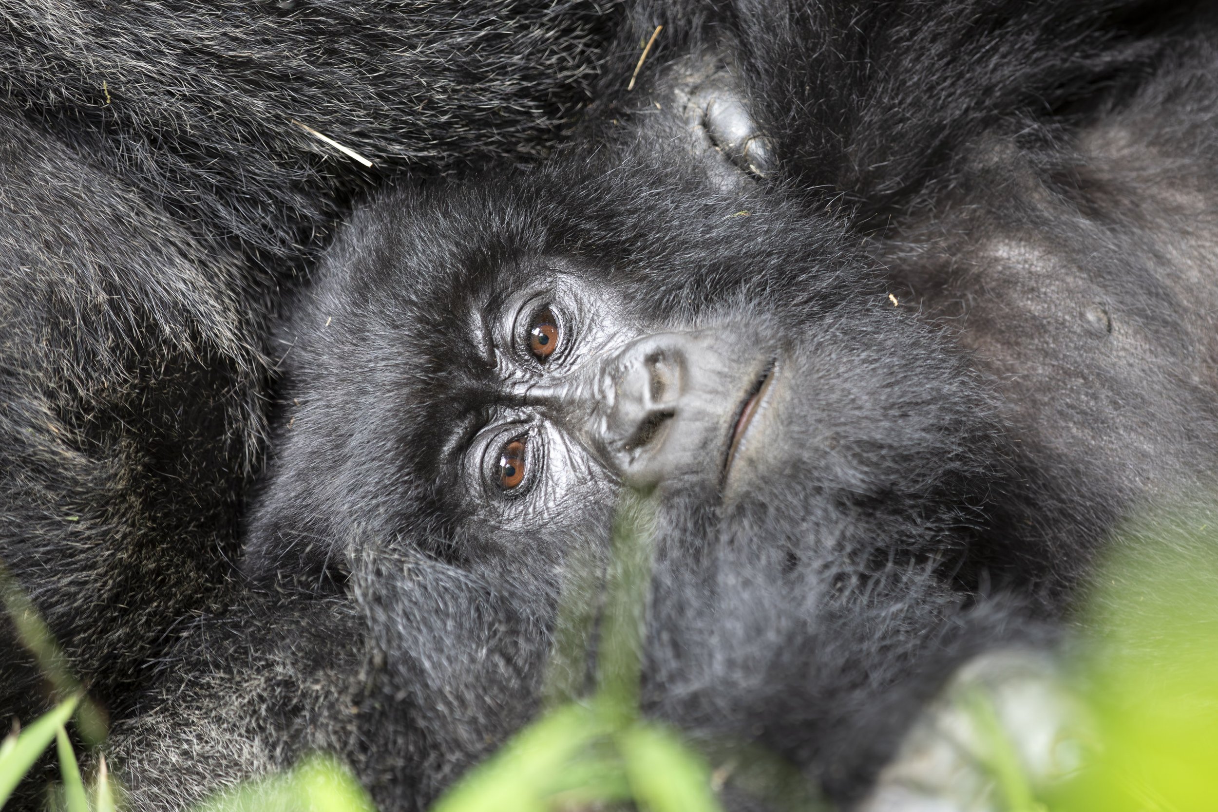 Male gorilla in Nyakagezi gorilla family during grooming time in Mgahinga National Park 2022 © Jen Goldman