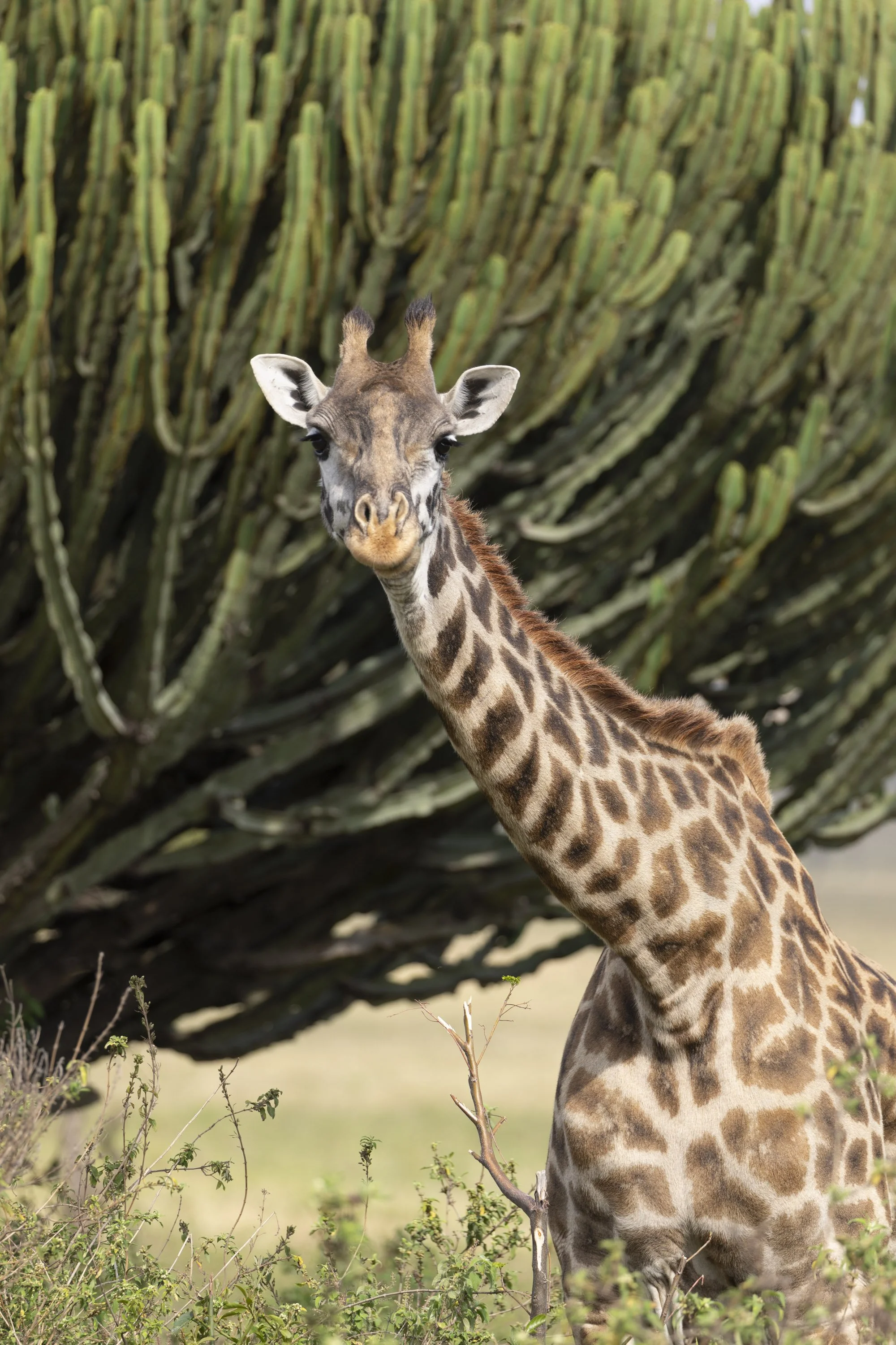 Giraffe in Masai Mara, Kenya 2021 © Jen Goldman