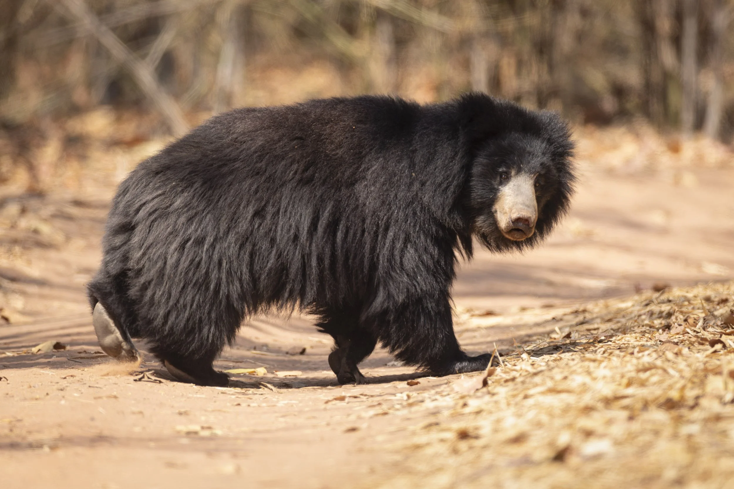 Sloth bear in Bandhavgarh National Park, India 2023 © Jen Goldman