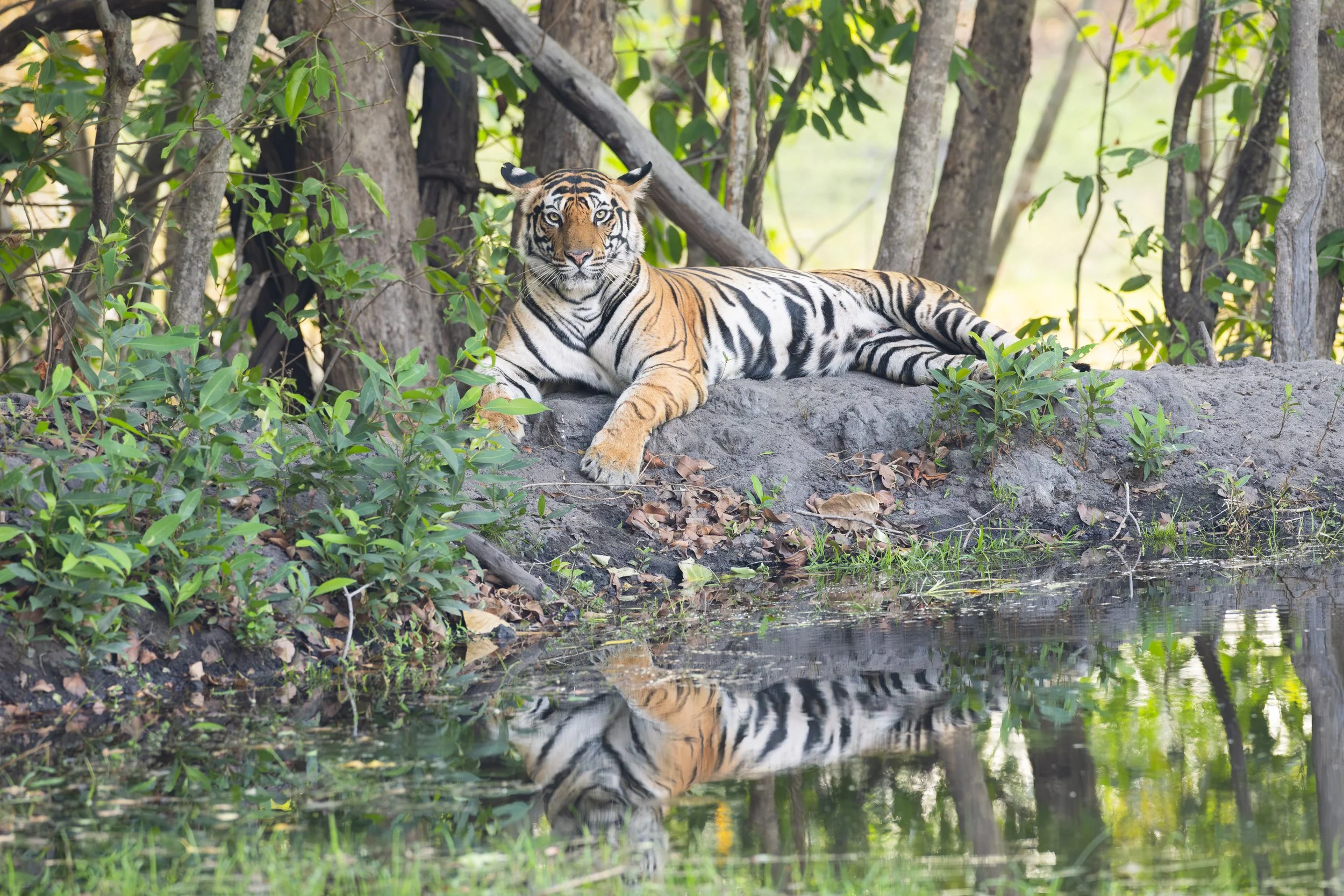Tiger with reflection in Bandhavgarh National Park, India 2023 © Jen Goldman