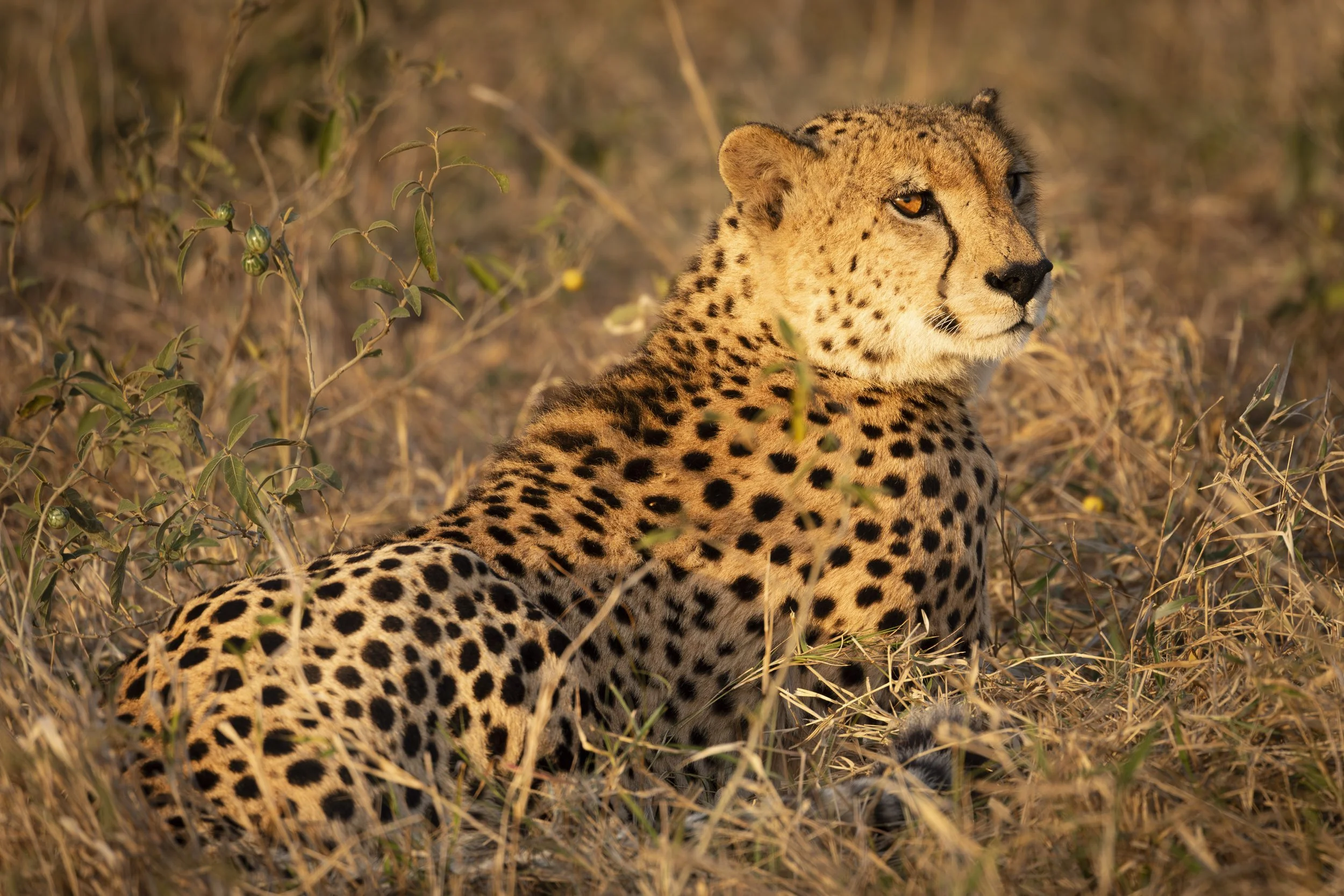 Cheetah in the golden sunlight in Phinda Private Game Reserve, South Africa 2019 © Jen Goldman