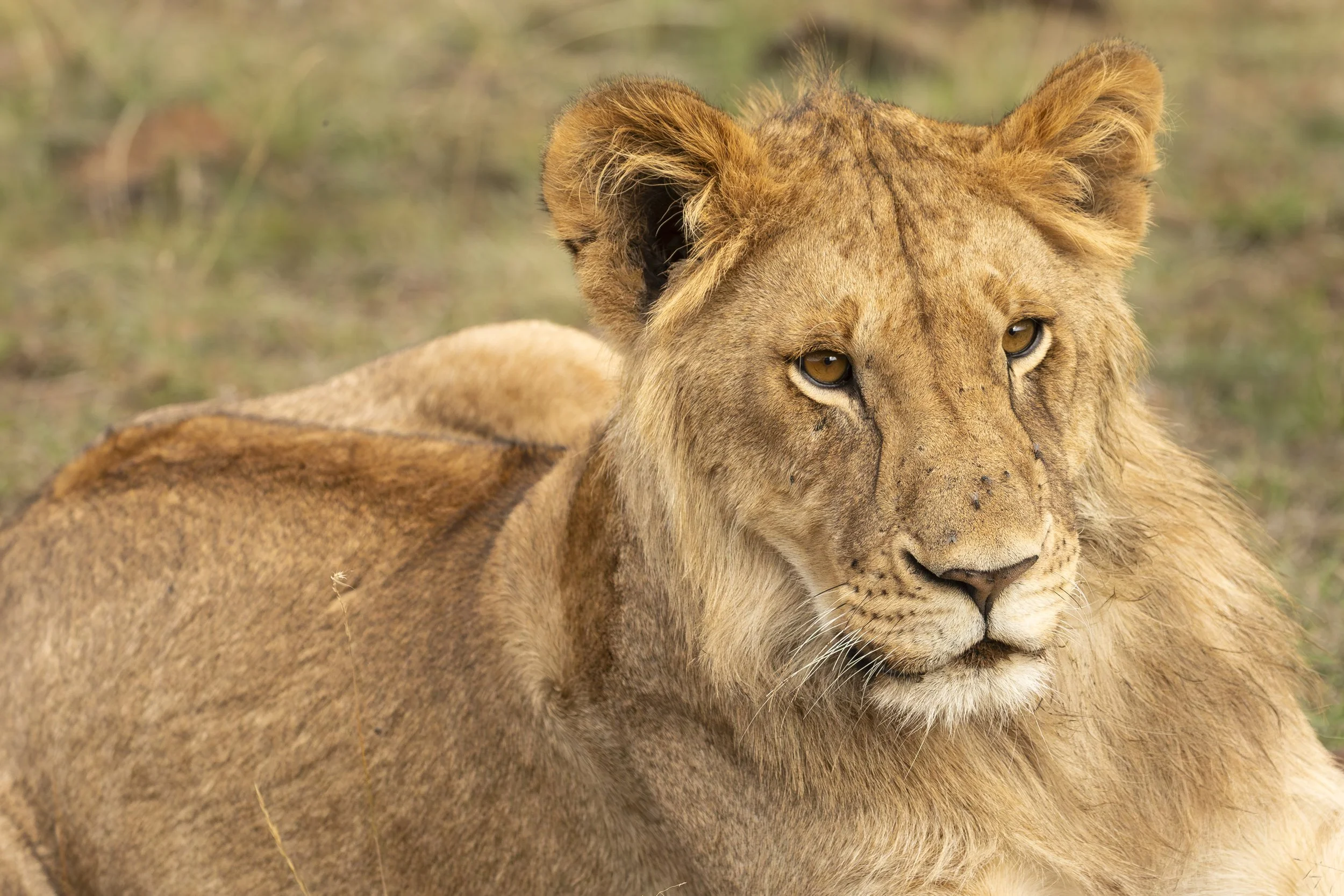 Young male lion (pre mane) in Naboisho Conservancy, Masai Mara, Kenya 2021 © Jen Goldman