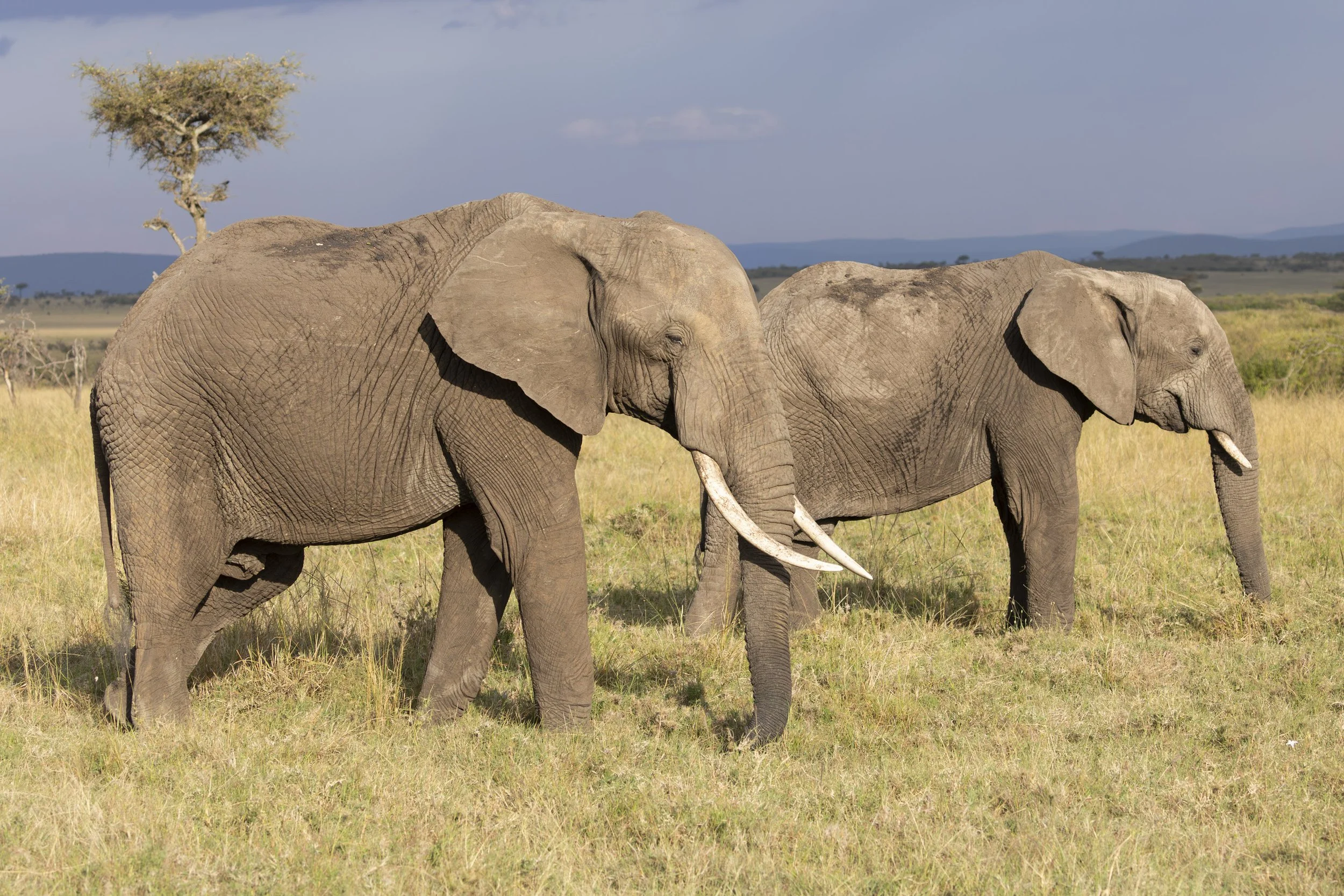Elephants in the golden hour at Naboisho Conservancy, Masai Mara, Kenya 2021 © Jen Goldman
