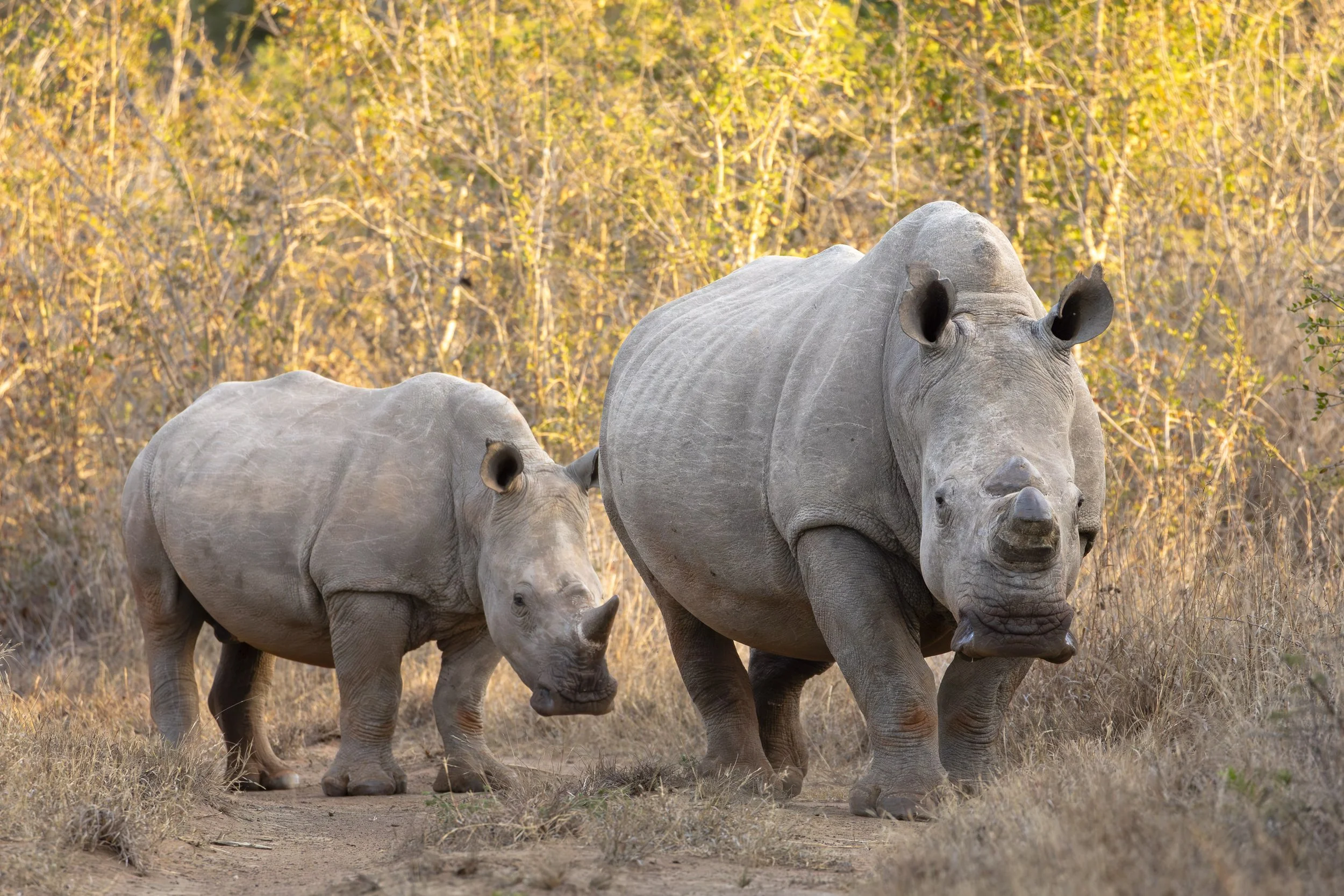 White rhino mother and baby in Phinda Private Game Reserve, South Africa 2019 © Jen Goldman