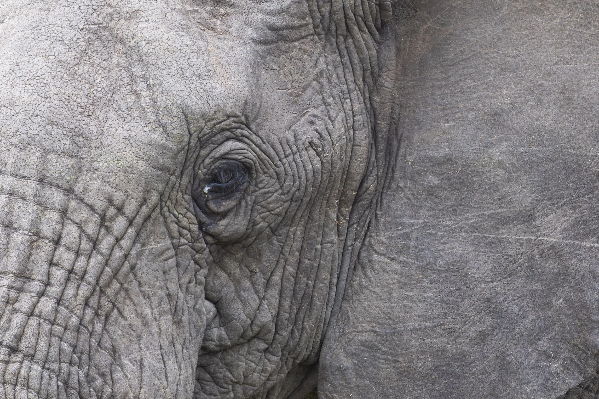 Elephant close-up in Naboisho Conservancy, Masai Mara 2021 © Jen Goldman