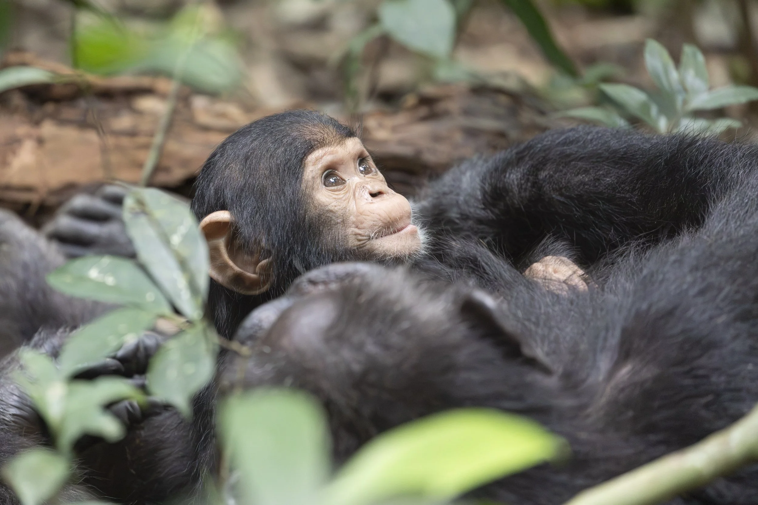 Baby chimpanzee in Kibale National Park, Uganda 2021 © Jen Goldman