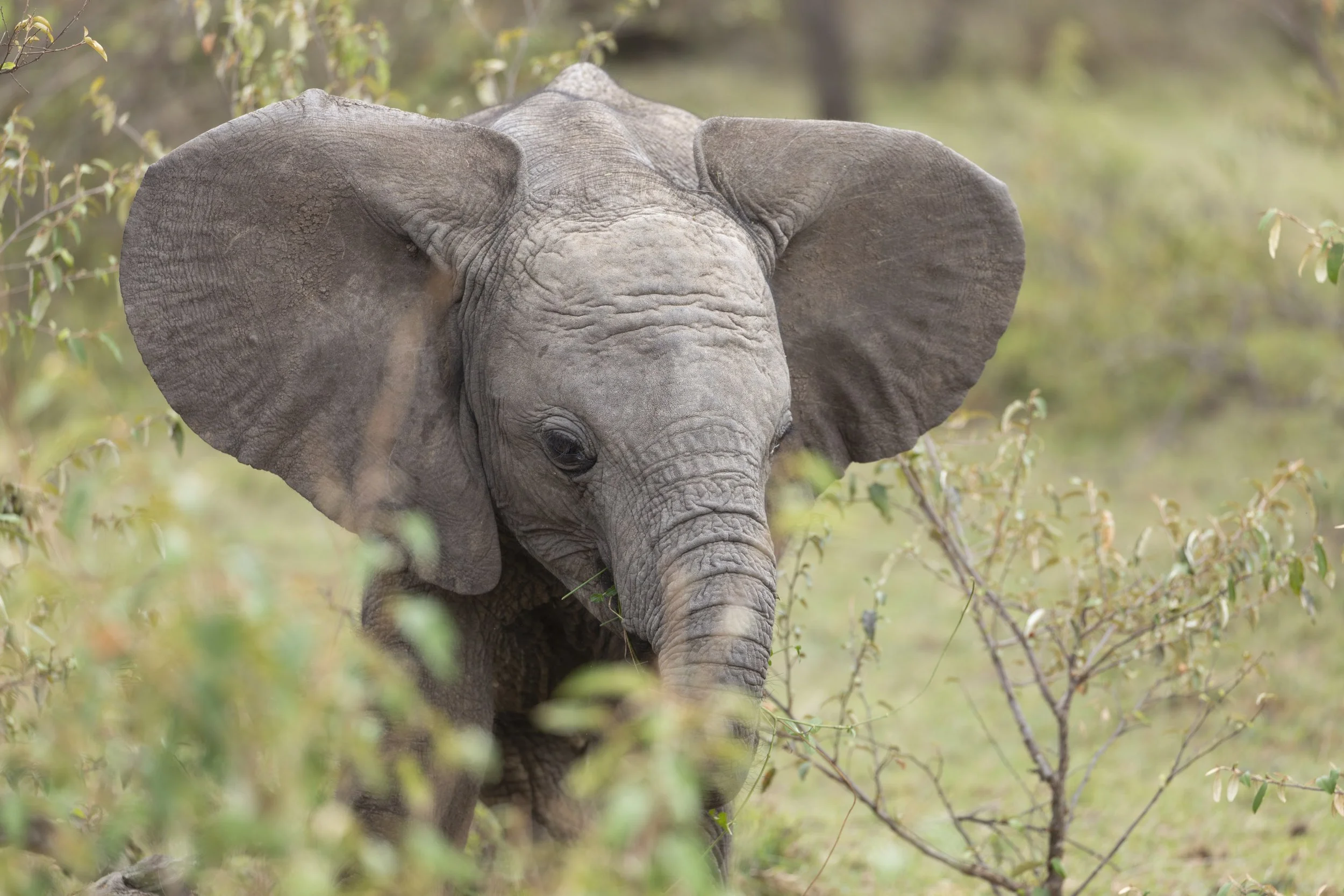 Baby elephant in Naboisho Conservancy, Masai Mara, Kenya 2021 © Jen Goldman