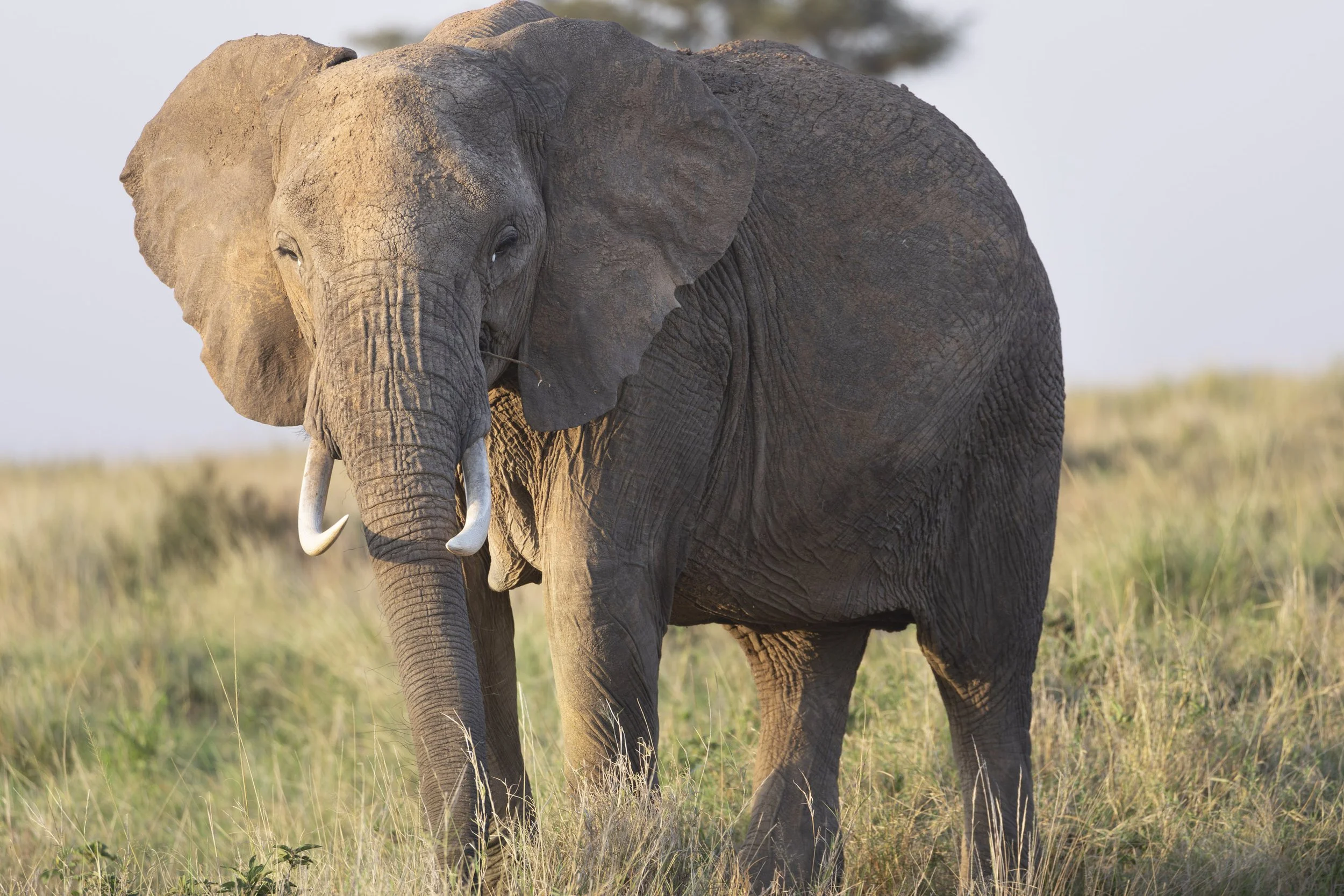 Elephant in Masai Mara, Kenya 2021 © Jen Goldman