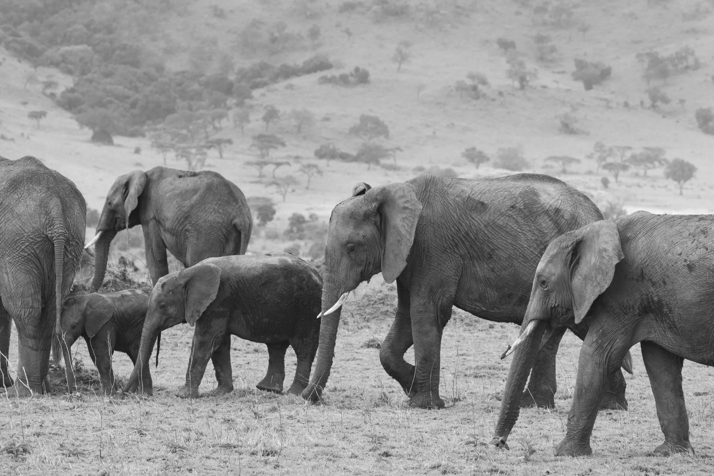 Monochrome image of elephant herd in Naboisho Conservancy, Masai Mara, Kenya 2021 © Jen Goldman