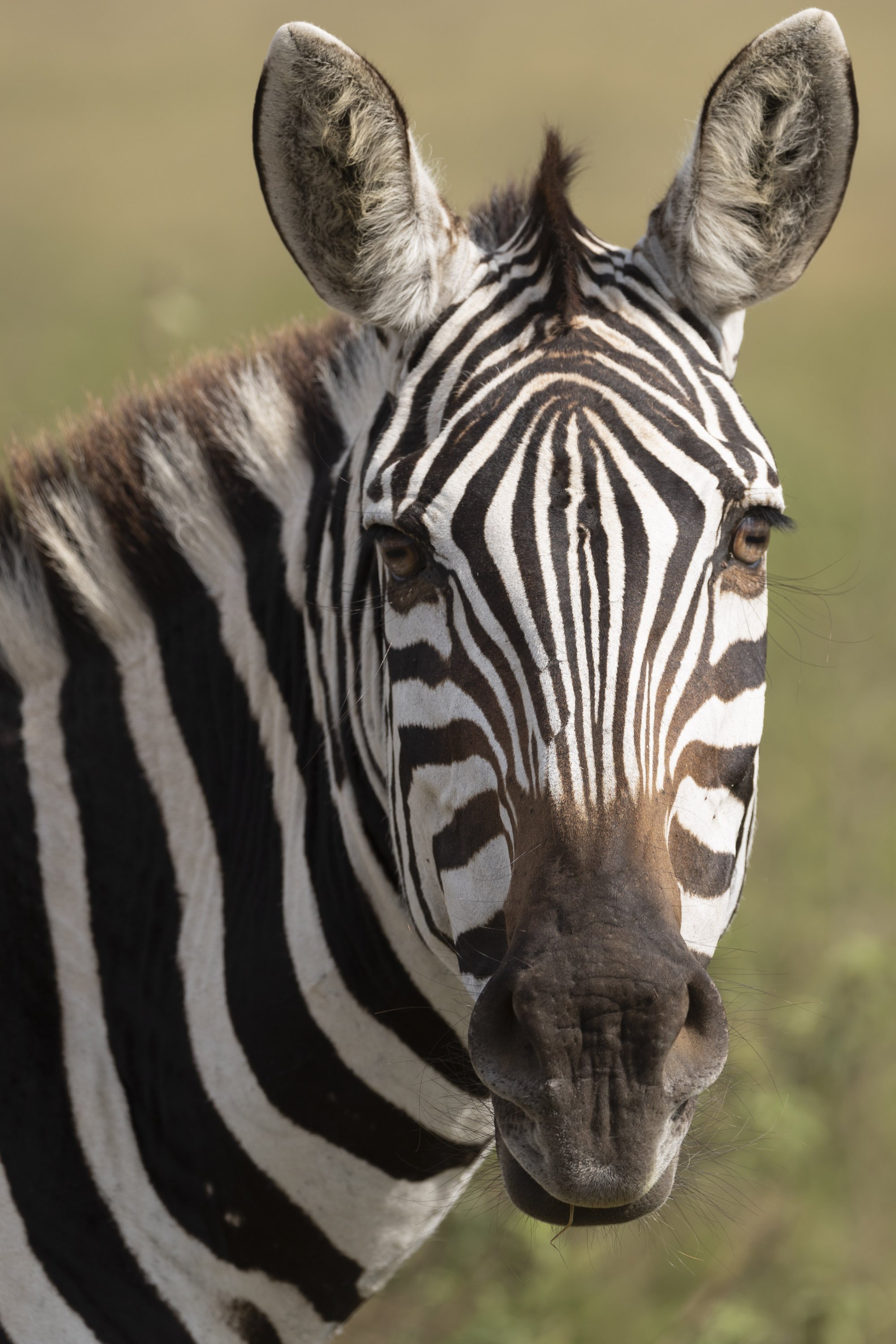 Zebra portrait in Masai Mara, Kenya 2021 © Jen Goldman