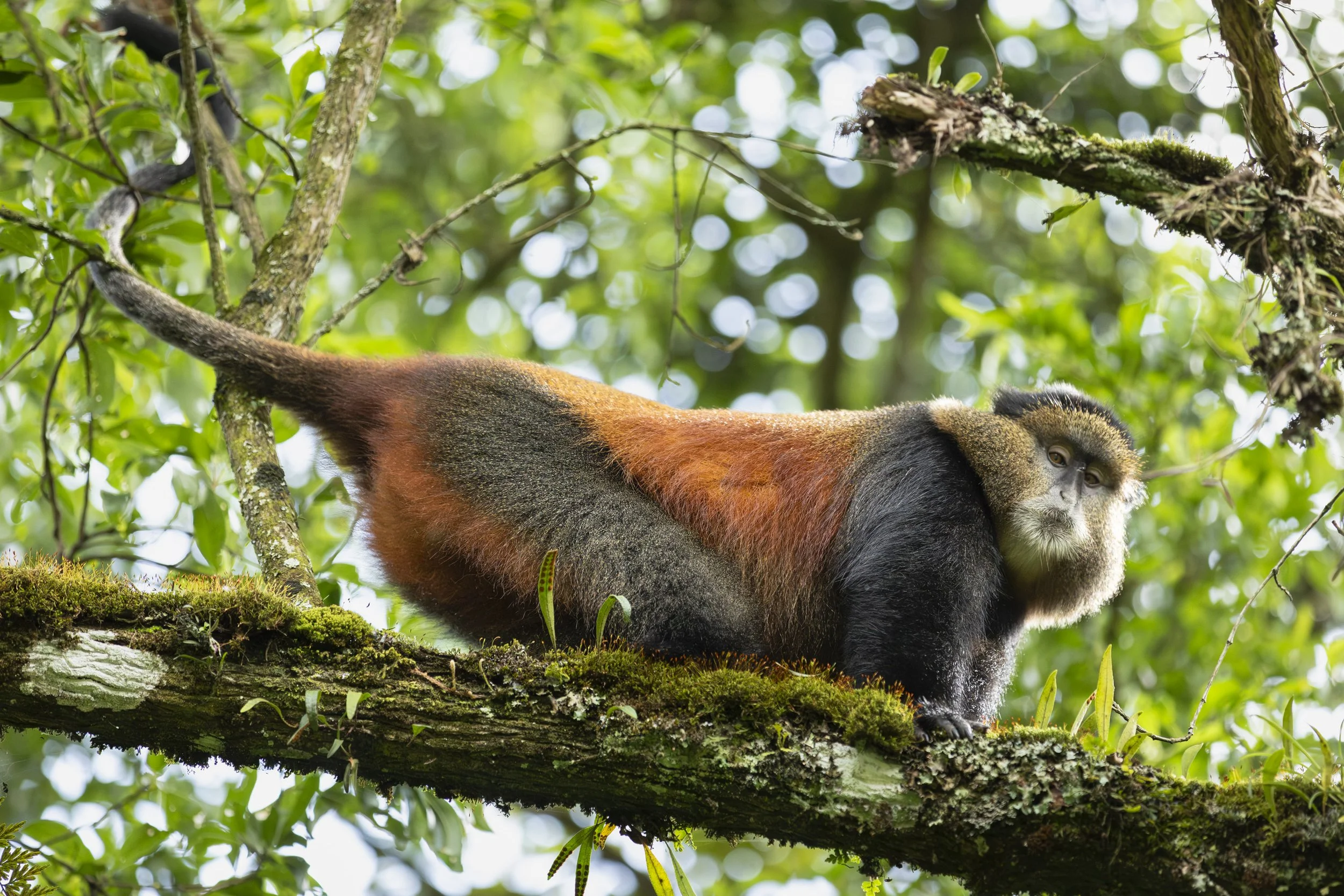 Golden Monkey in Mgahinga National Park, Uganda 2022 © Jen Goldman
