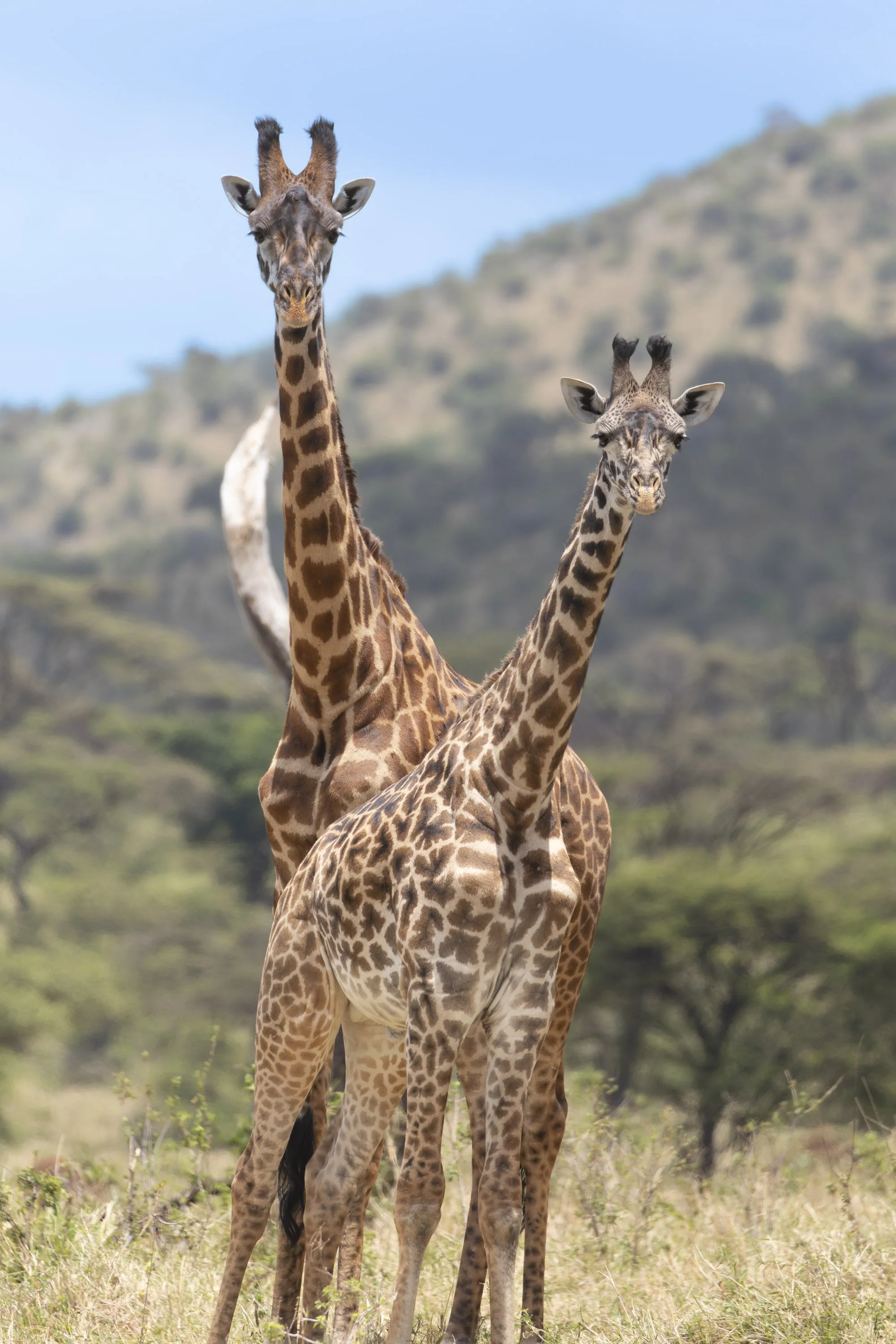Giraffe formation in Masai Mara, Kenya 2021 © Jen Goldman