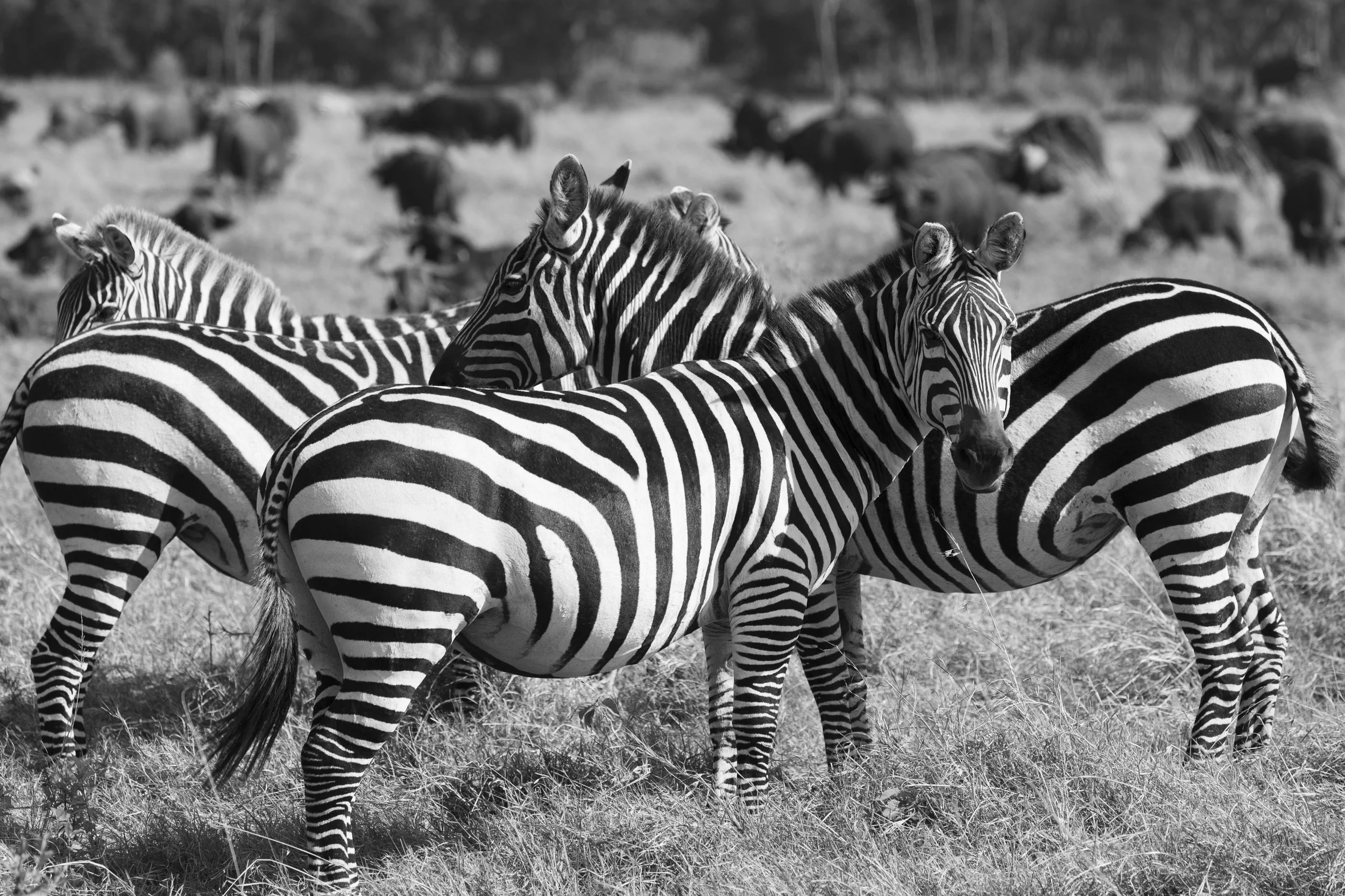 Monochrome image of zebras in Masai Mara, Kenya 2021 © Jen Goldman
