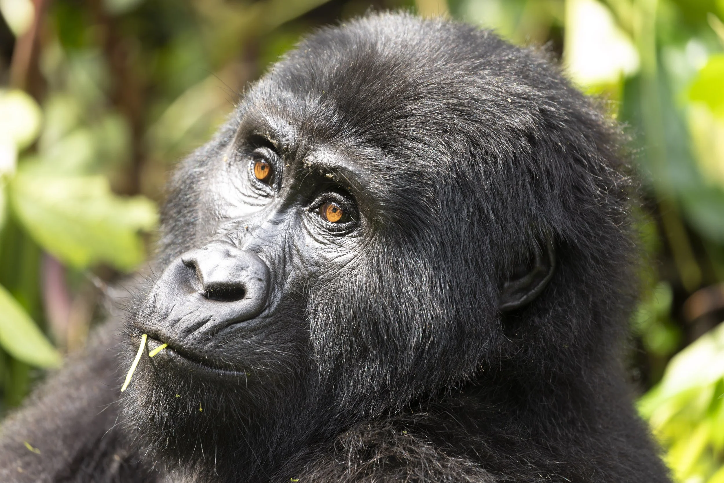 Female mountain gorilla, Christmas Gorilla Family, Bwindi Impenetrable Forest, Uganda 2021 © Jen Goldman
