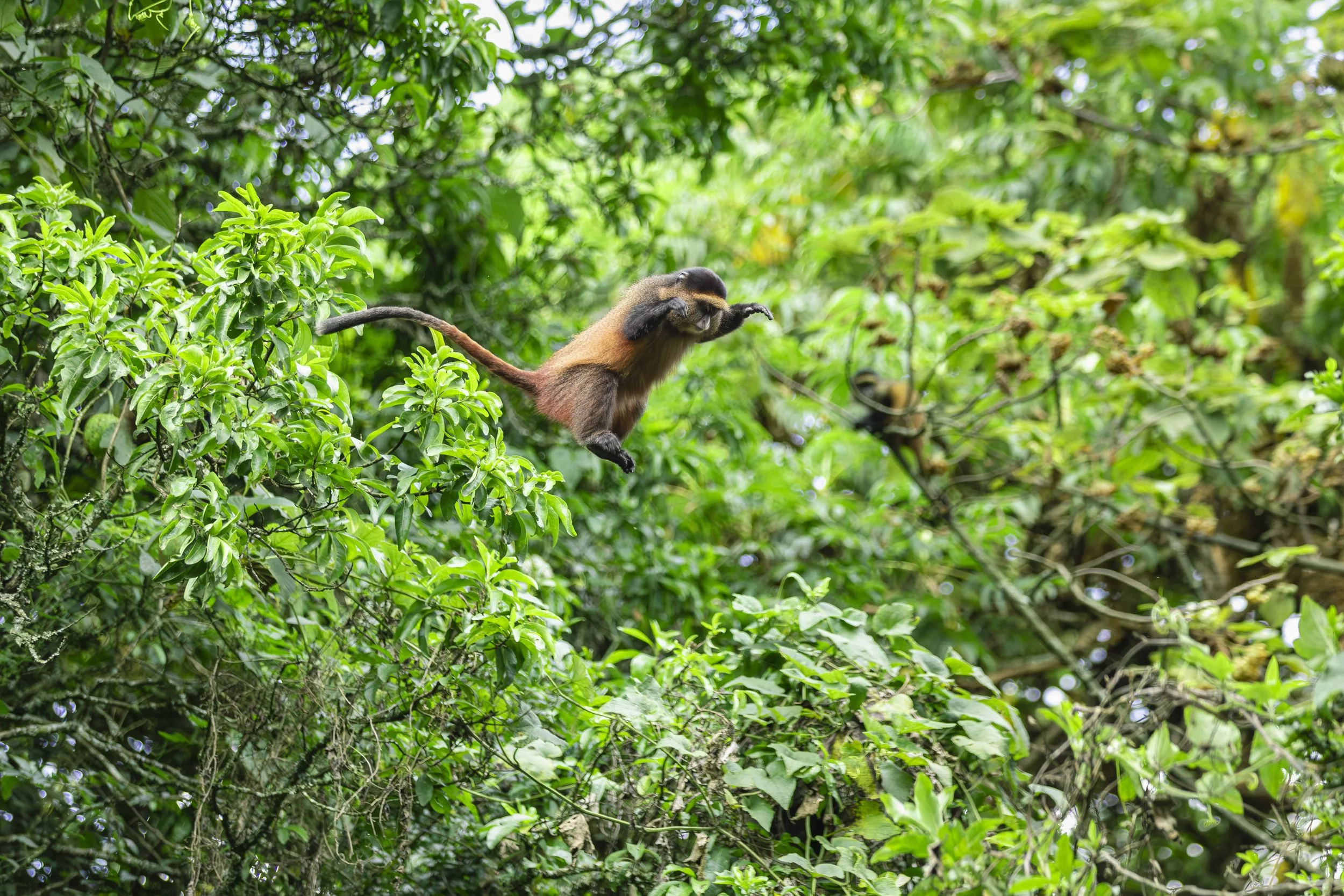 Jumping golden monkey in Mgahinga National Park, Uganda 2022 © Jen Goldman