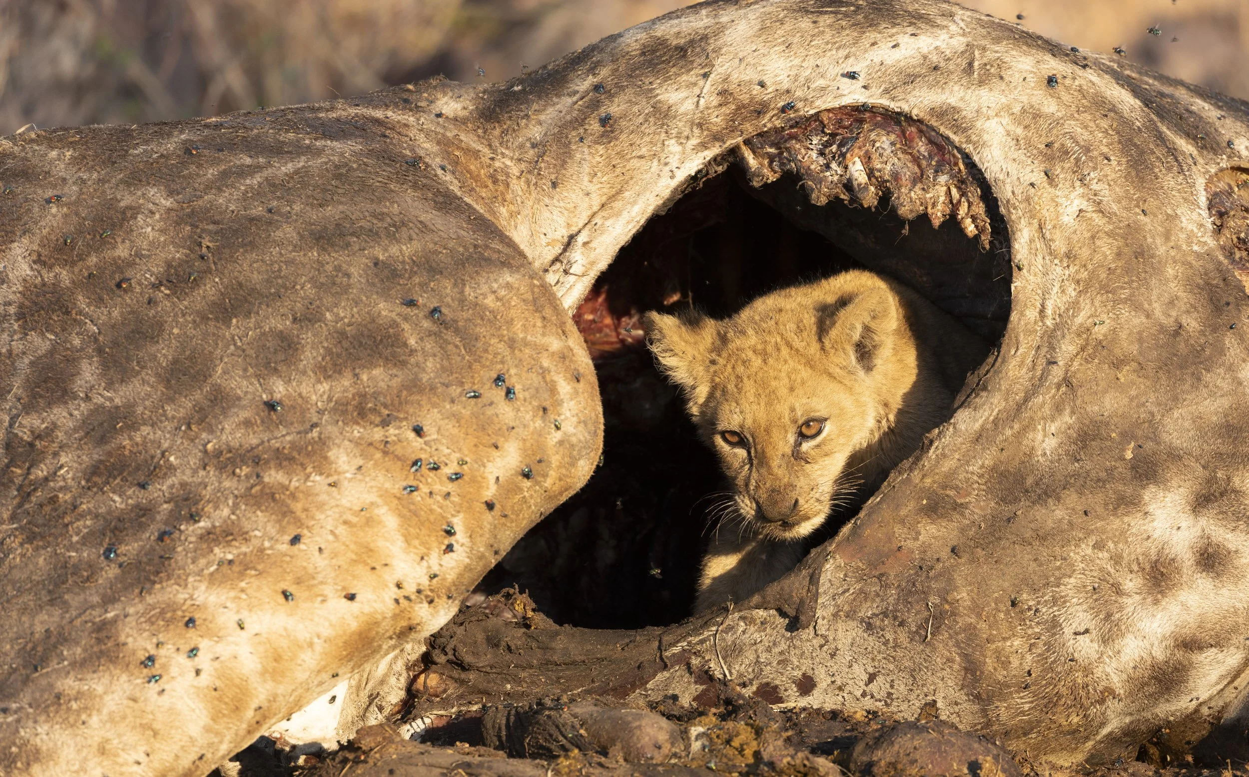 Cub inside a giraffe carcass at Chobe National Park, Botswana 2019 © Jen Goldman