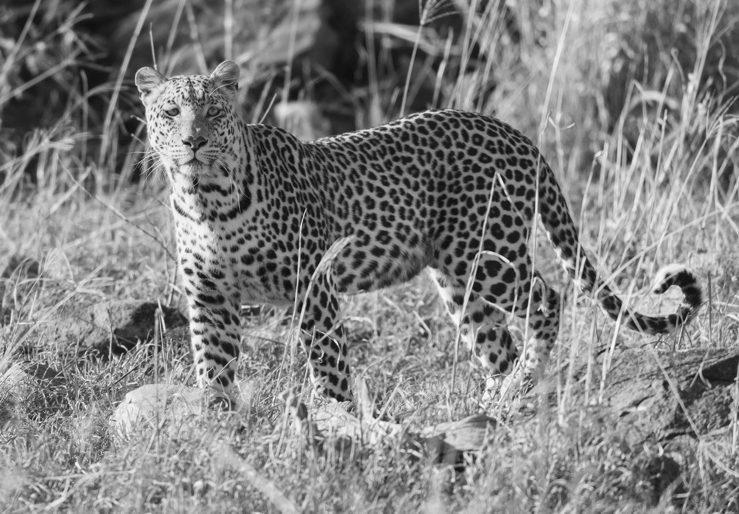 Male leopard in Chobe National Park, Botswana 2019, black and white photography © Jen Goldman