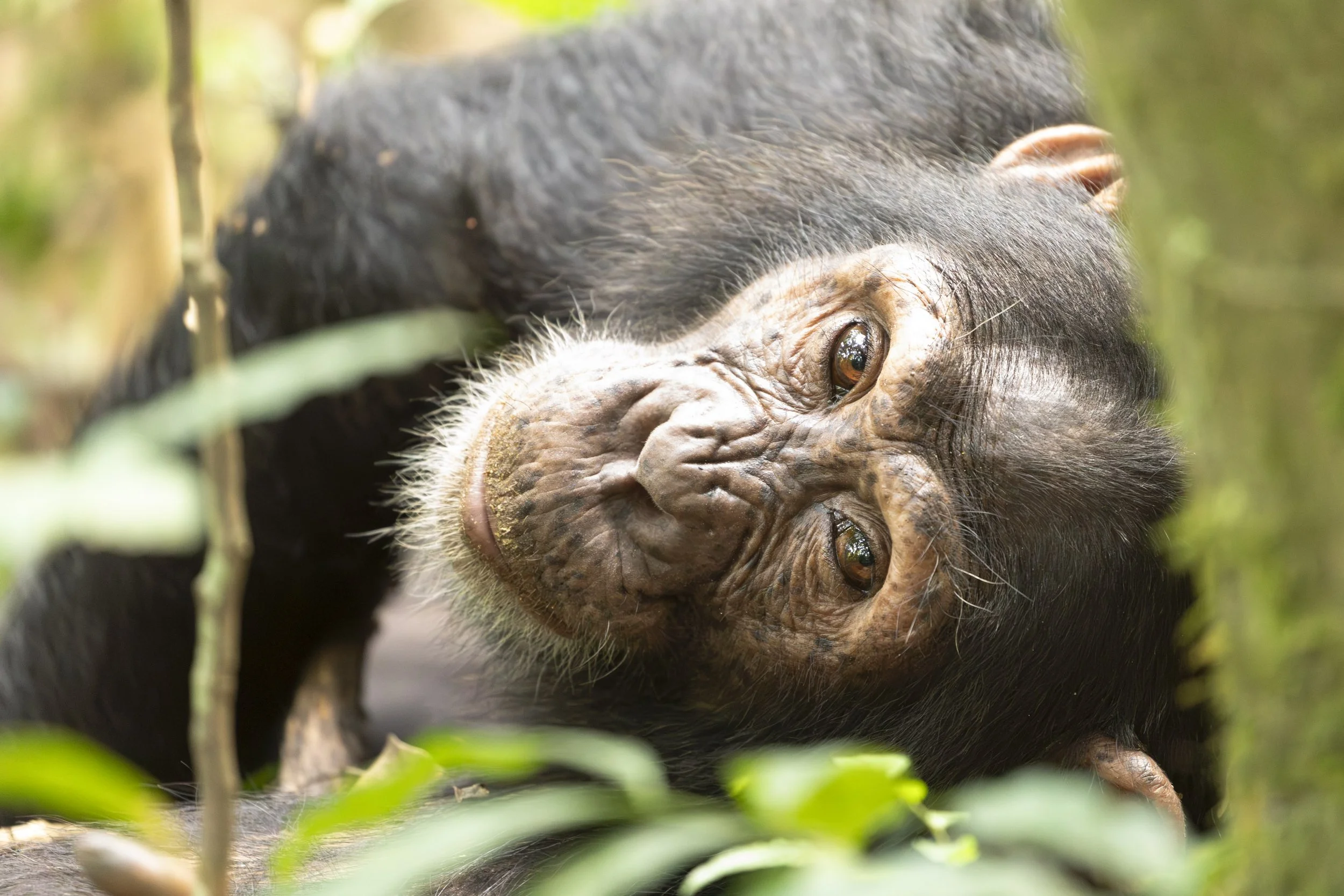 Chimpanzee in Kibale National Park, Uganda 2021 © Jen Goldman