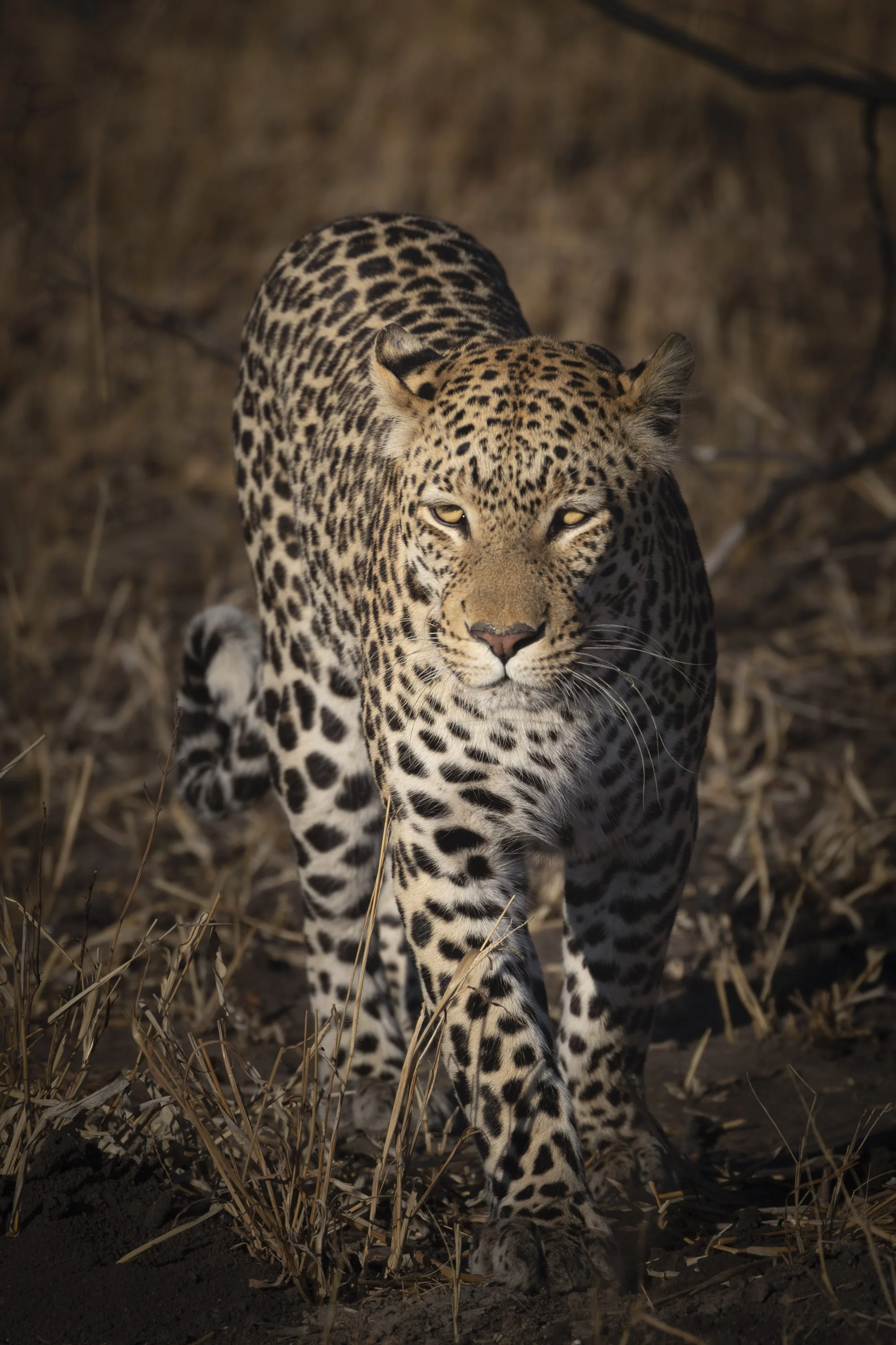 Male leopard walking in Chobe National Park, Botswana 2019 © Jen Goldman