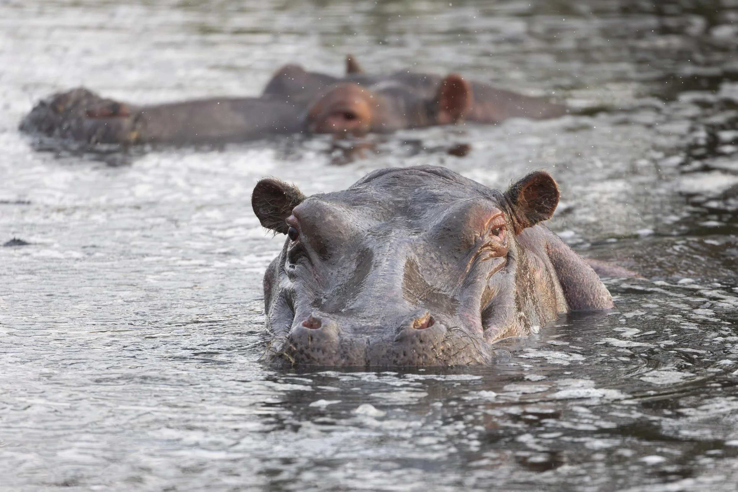 Hippo in water at Naboisho Conservancy, Masai Mara, Kenya 2021 © Jen Goldman