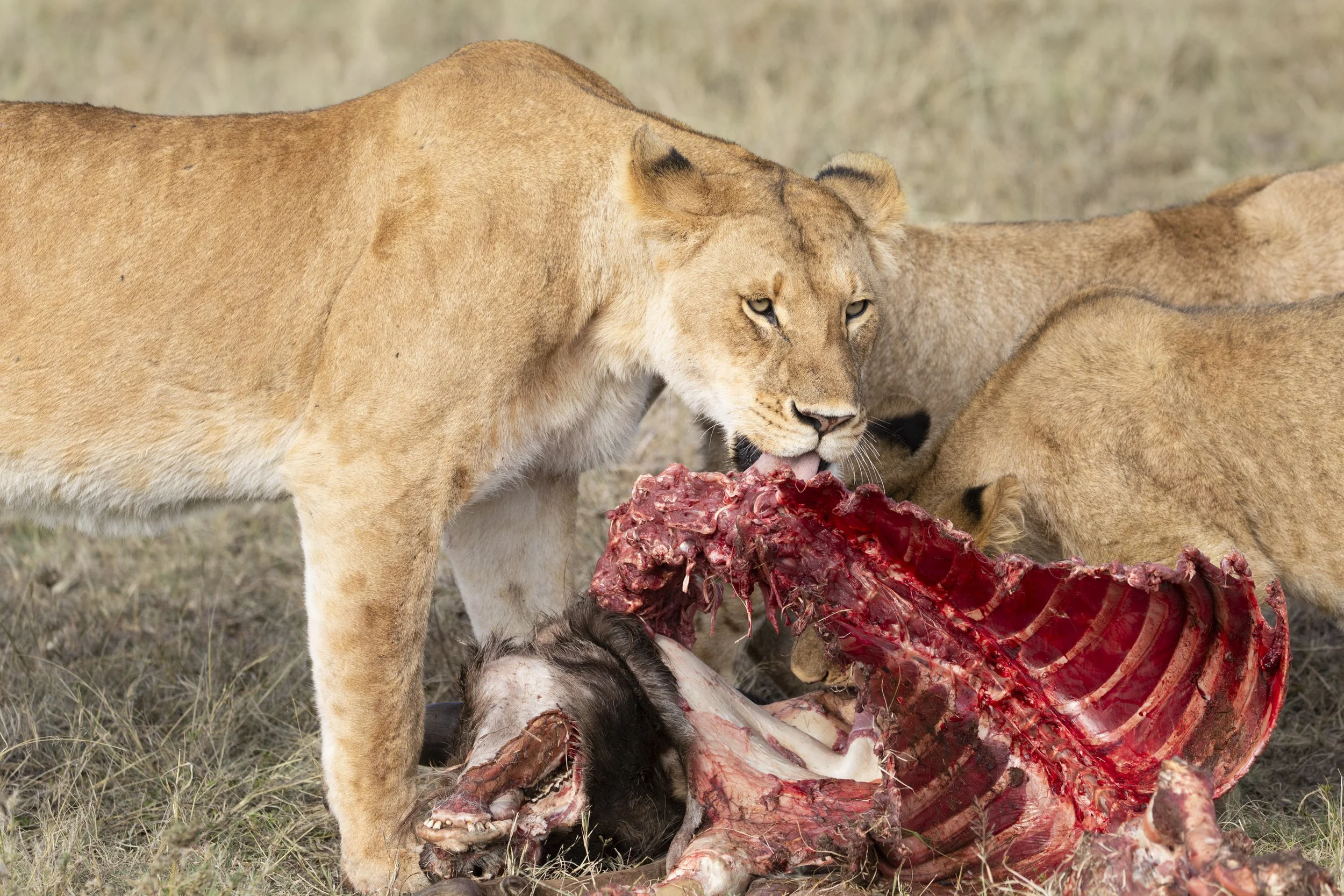 Tigress eating a wildebeest with her pride in Naboisho Conservancy, Masai Mara, Kenya 2021 © Jen Goldman
