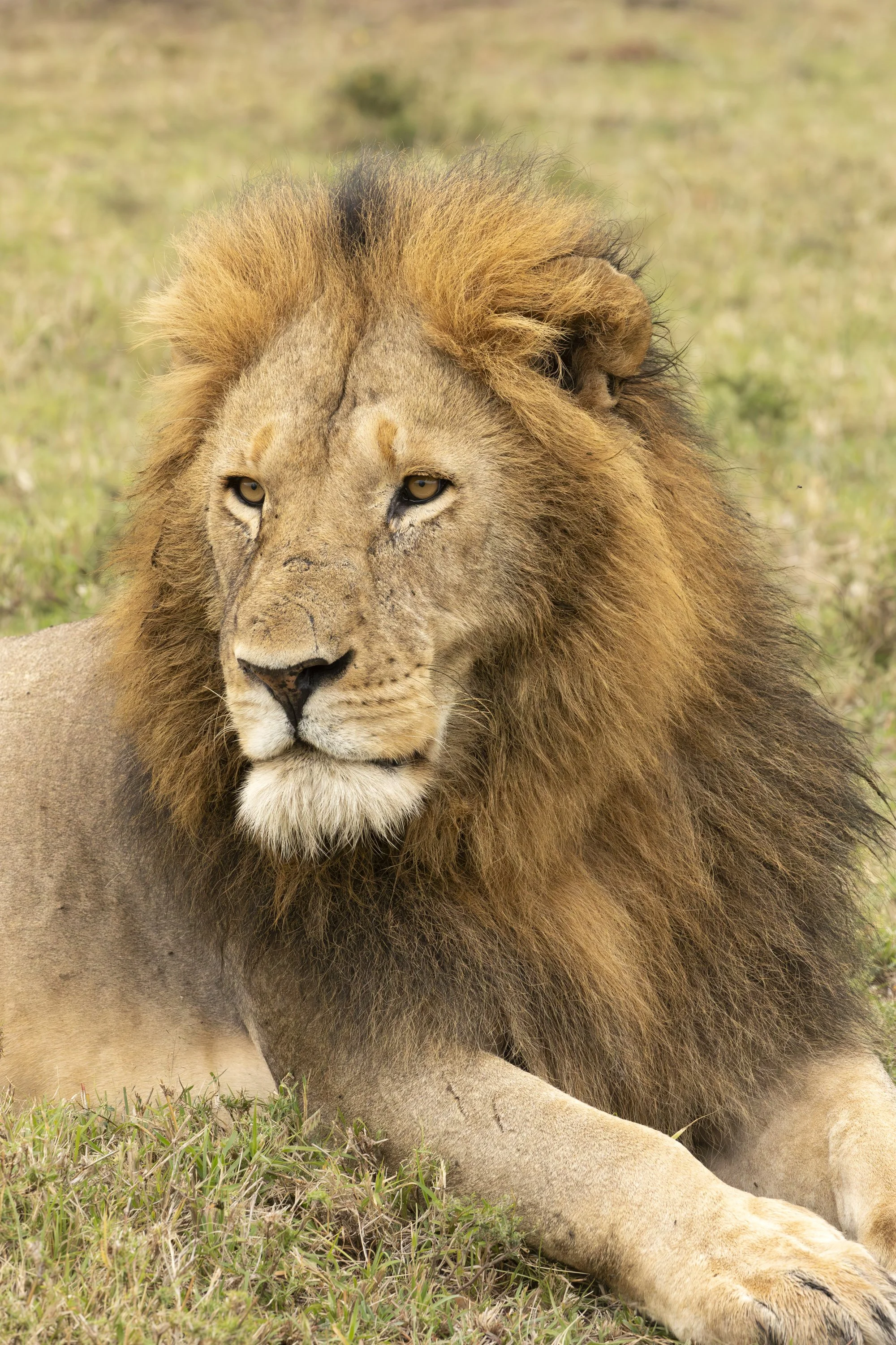Lion portrait in Naboisho Conservancy, Masai Mara, Kenya 2021 © Jen Goldman