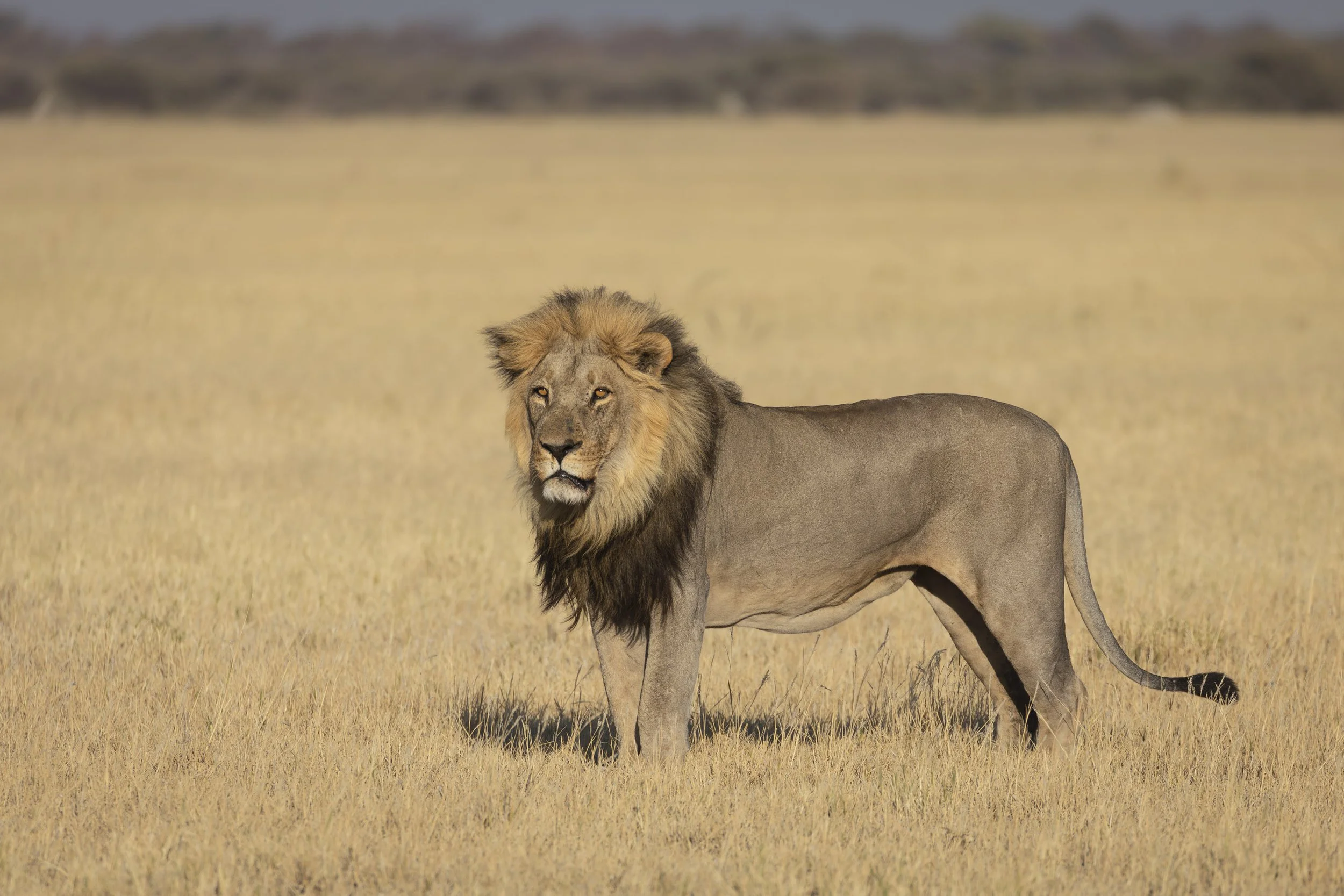 Lion spotting prey just before a kill in Chobe National Park, Botswana 2019 © Jen Goldman