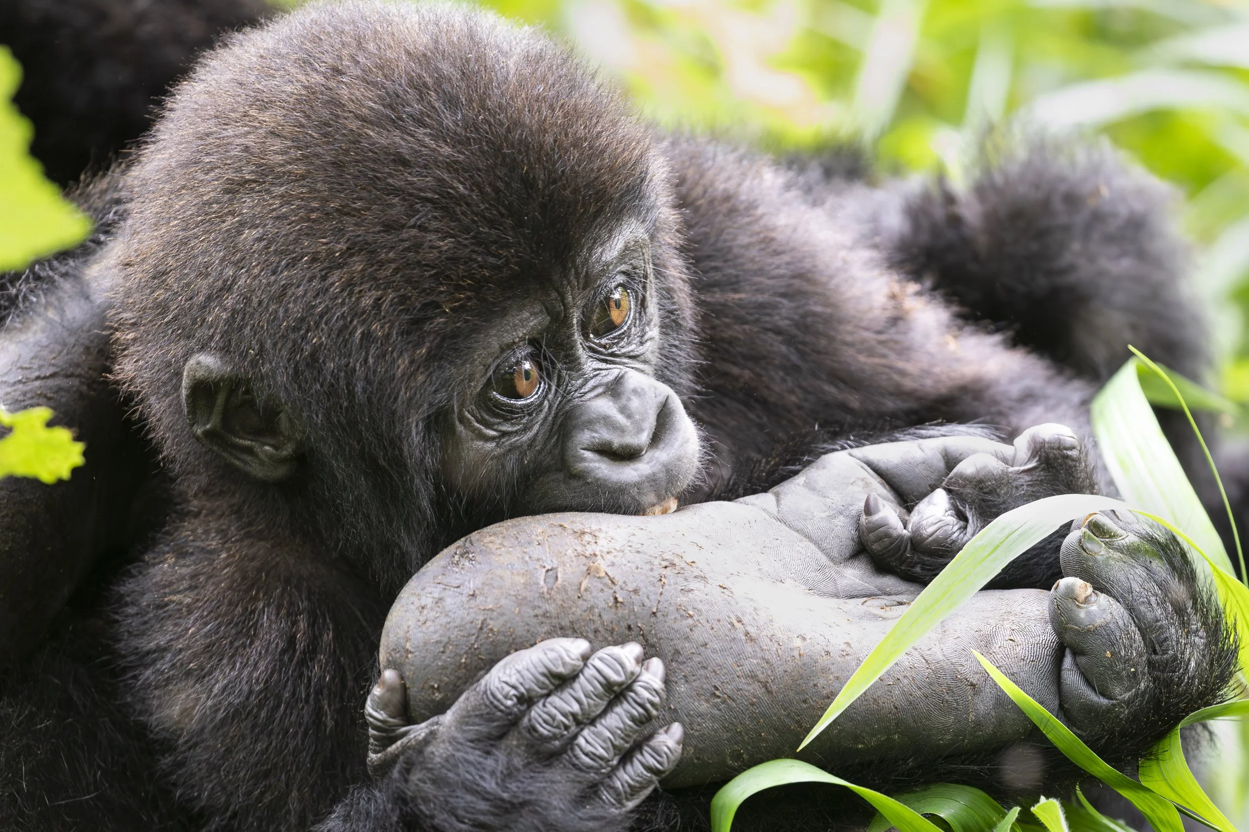 Baby gorilla playing with a foot from the Rushegura gorilla family in Buhoma, Bwindi Impenetrable Forest, Uganda 2021 © Jen Goldman