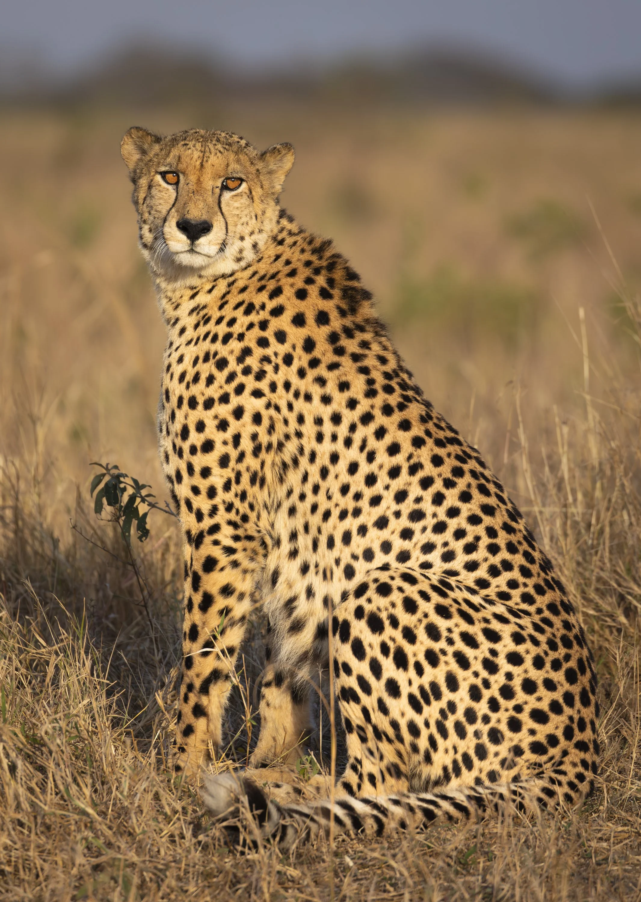 Cheetah in Phinda Private Game Reserve, South Africa 2019 © Jen Goldman