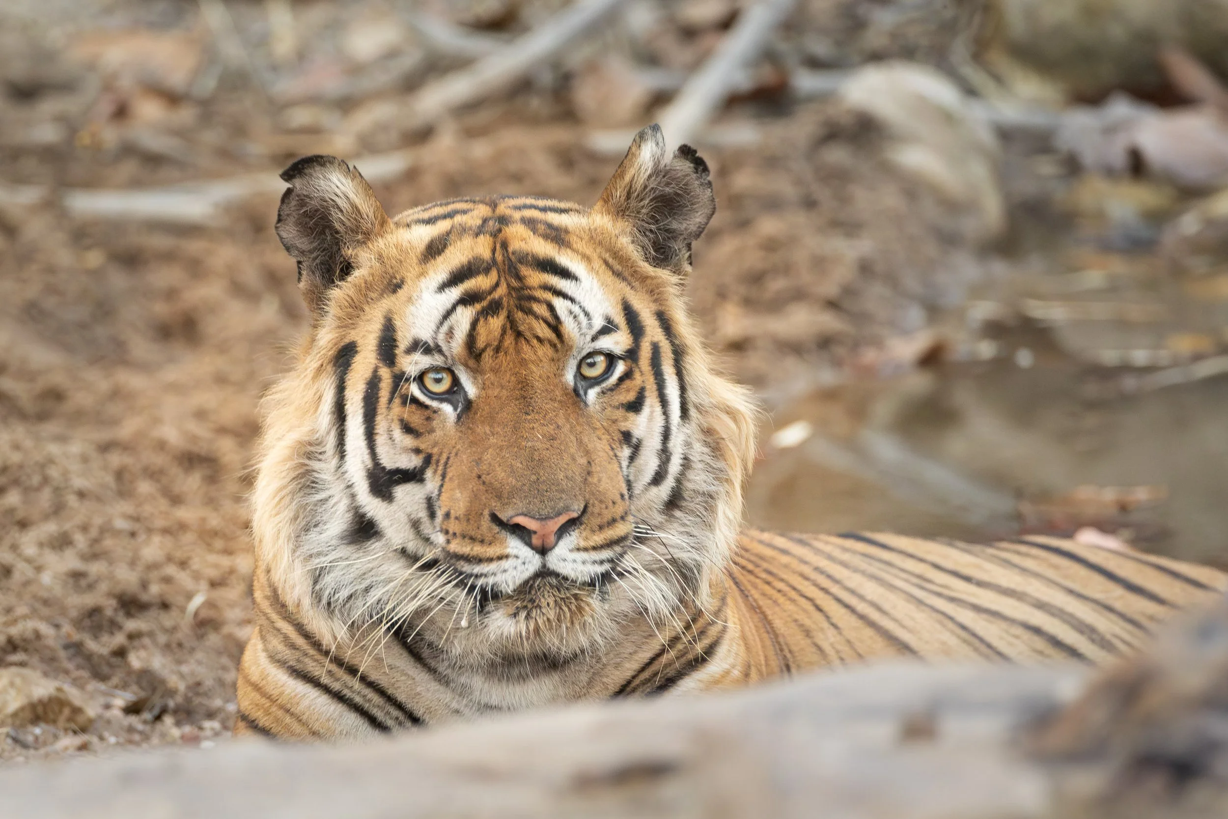 Tiger at dusk in Bandhavgarh National Park, India 2023 © Jen Goldman