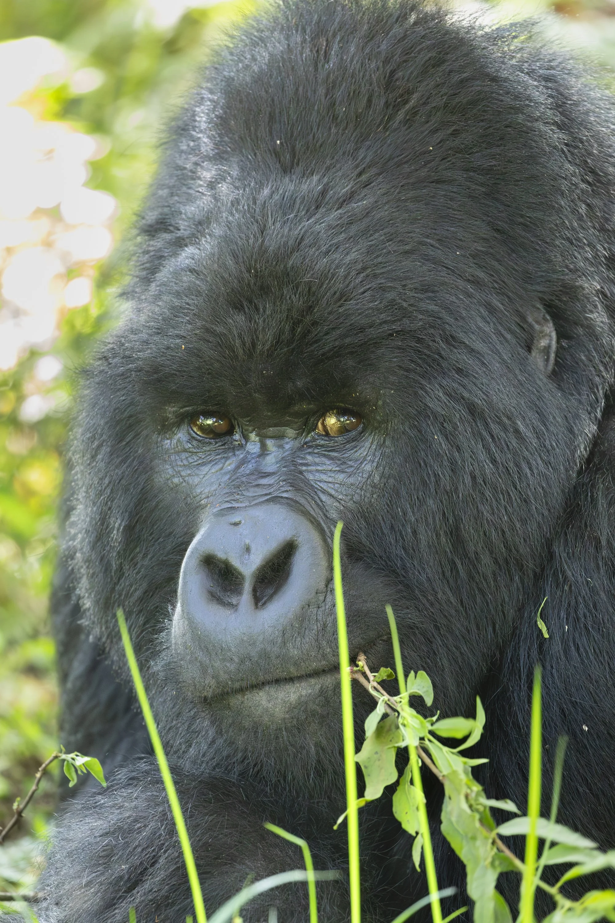 Silverback mountain gorilla portrait from Nyakagezi gorilla family, Mgahinga National Park, Uganda 2022 © Jen Goldman