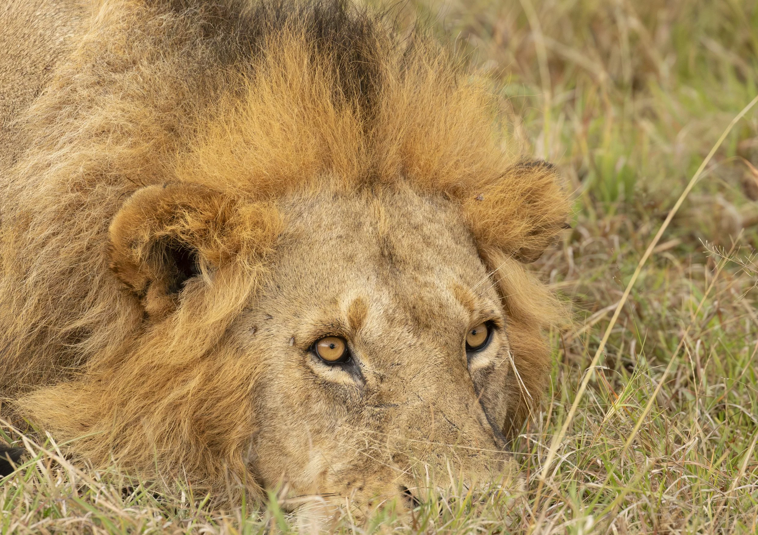 Lion eyes © Jen Goldman